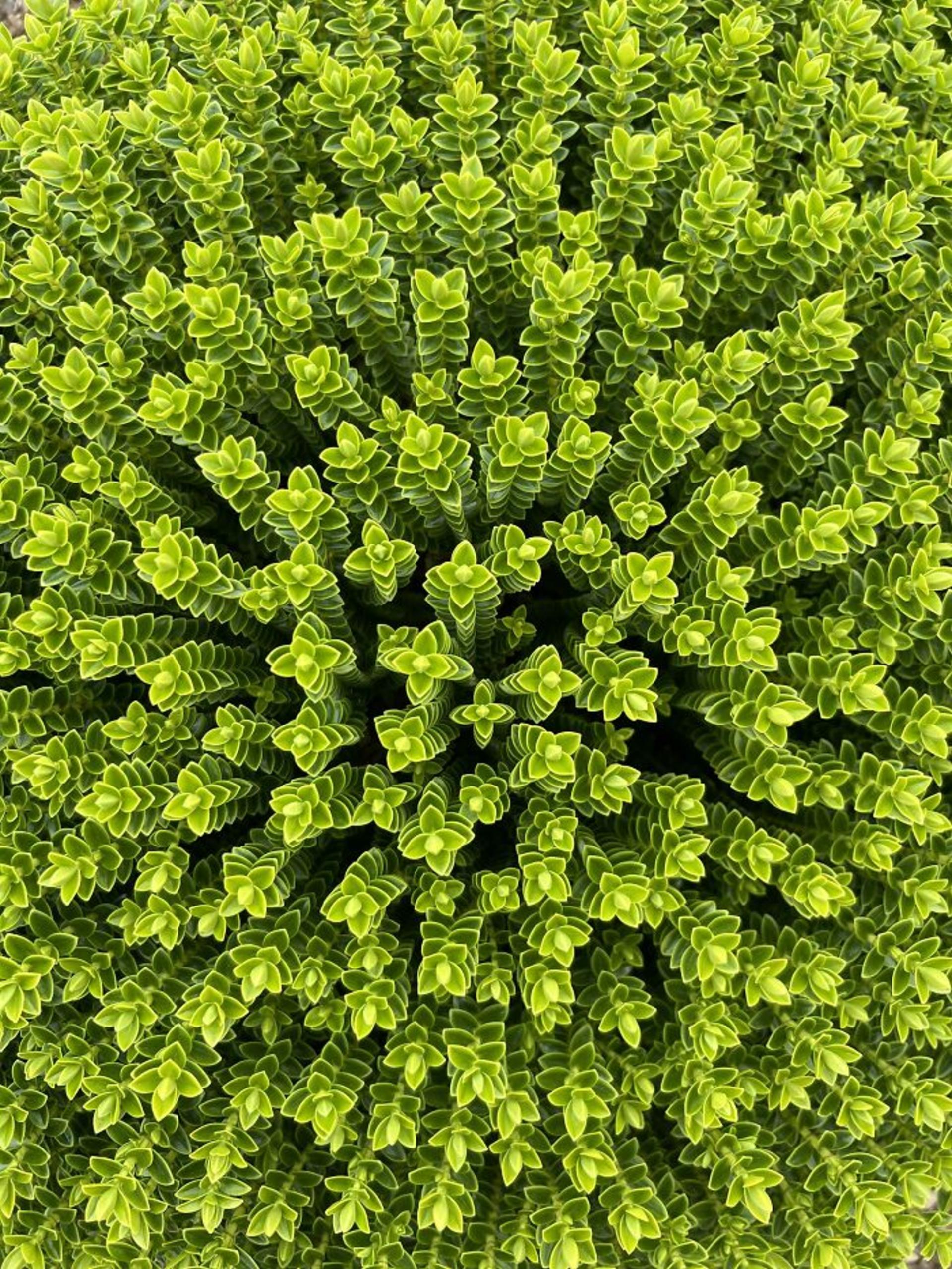 شمشاد سبز از نمای بالا
