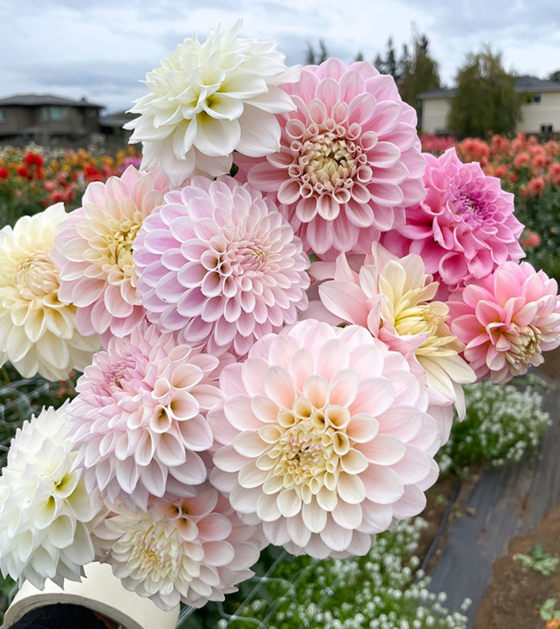 کوکب پاستلی