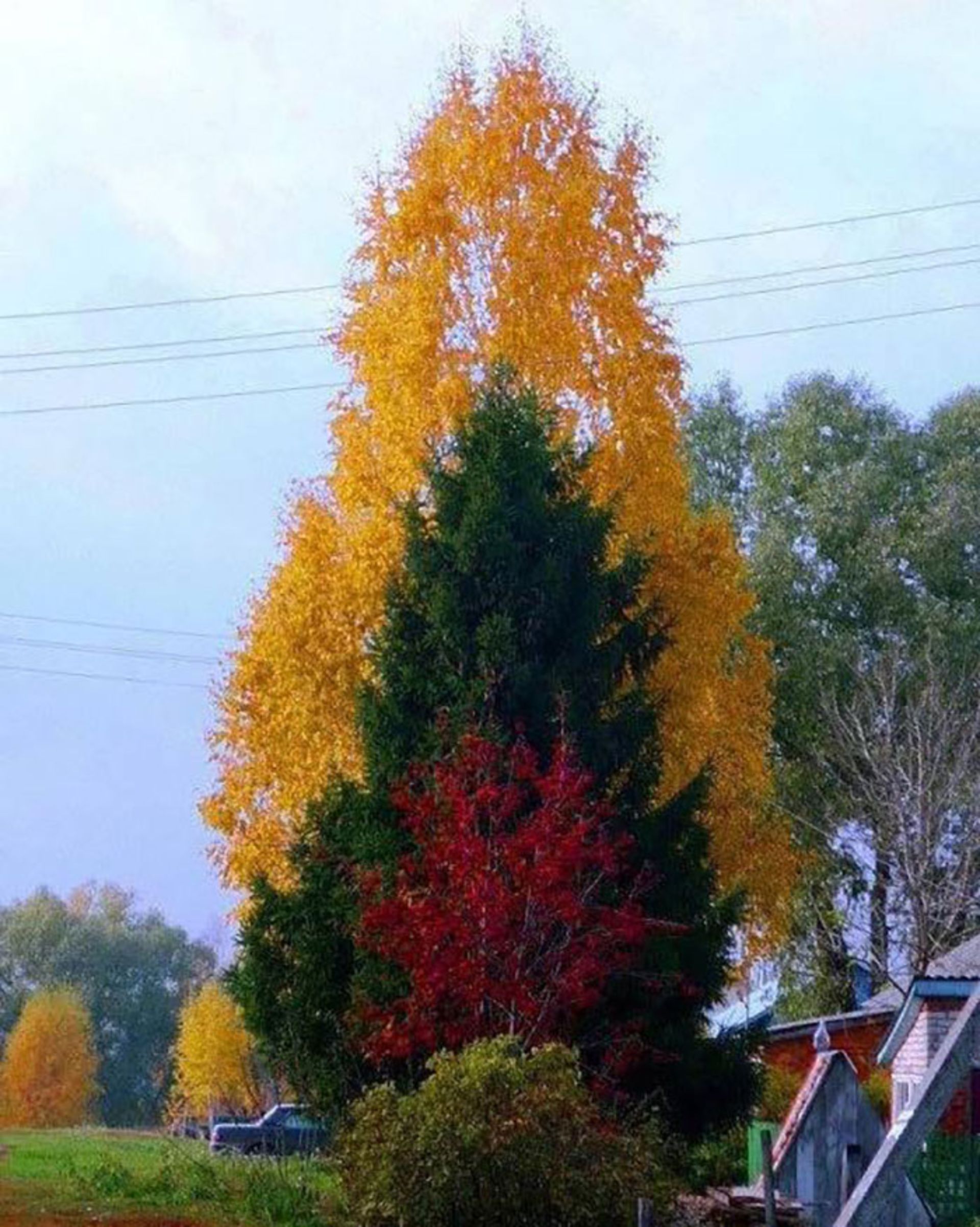 درخت با رنگ های متفاوت