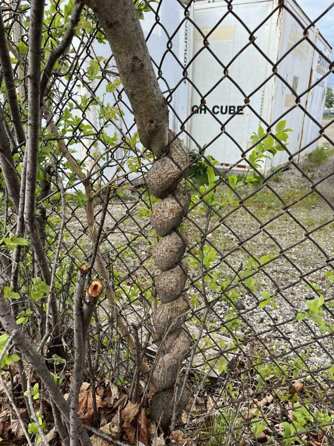تنه درخت پیچ خورده