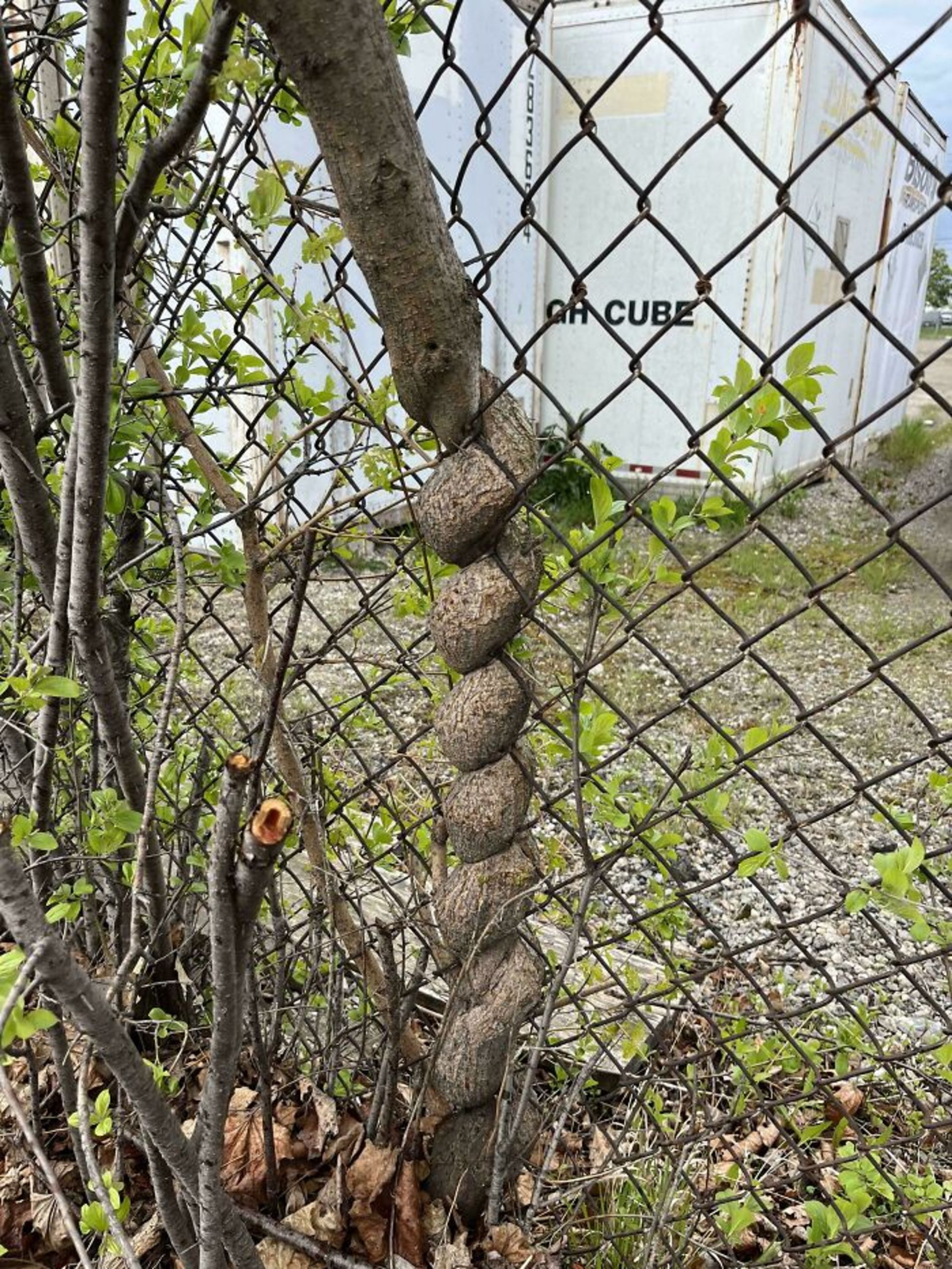 تنه درخت پیچ خورده