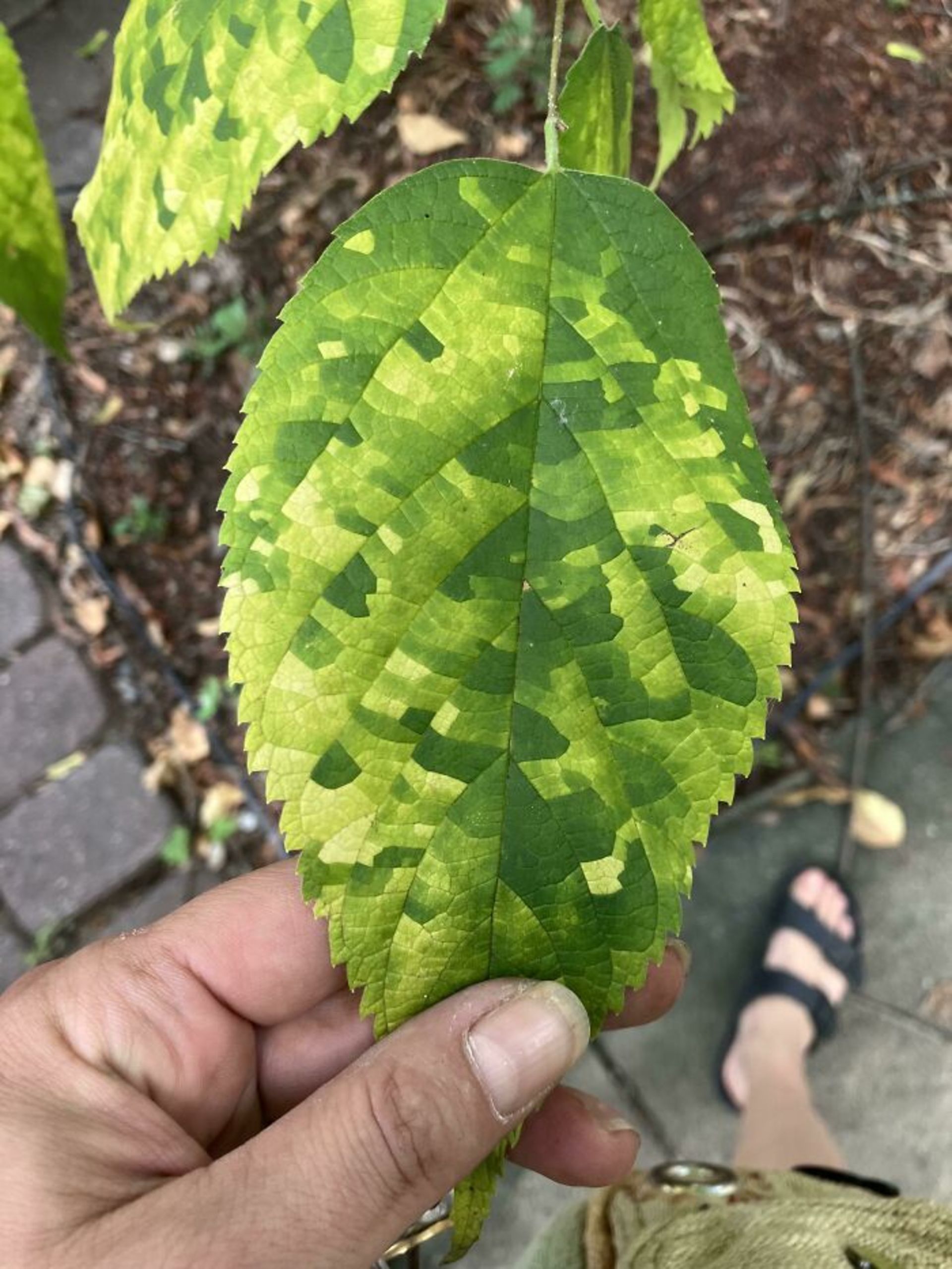برگ سبز شطرنجی