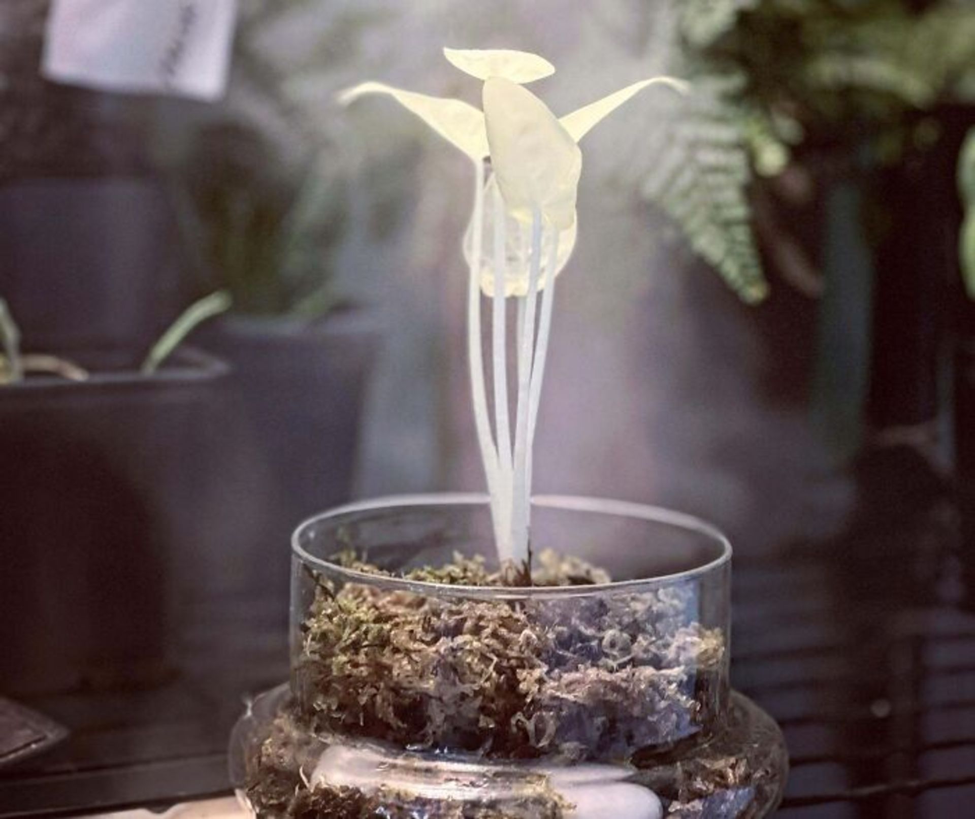 گیاه سفید نئونی