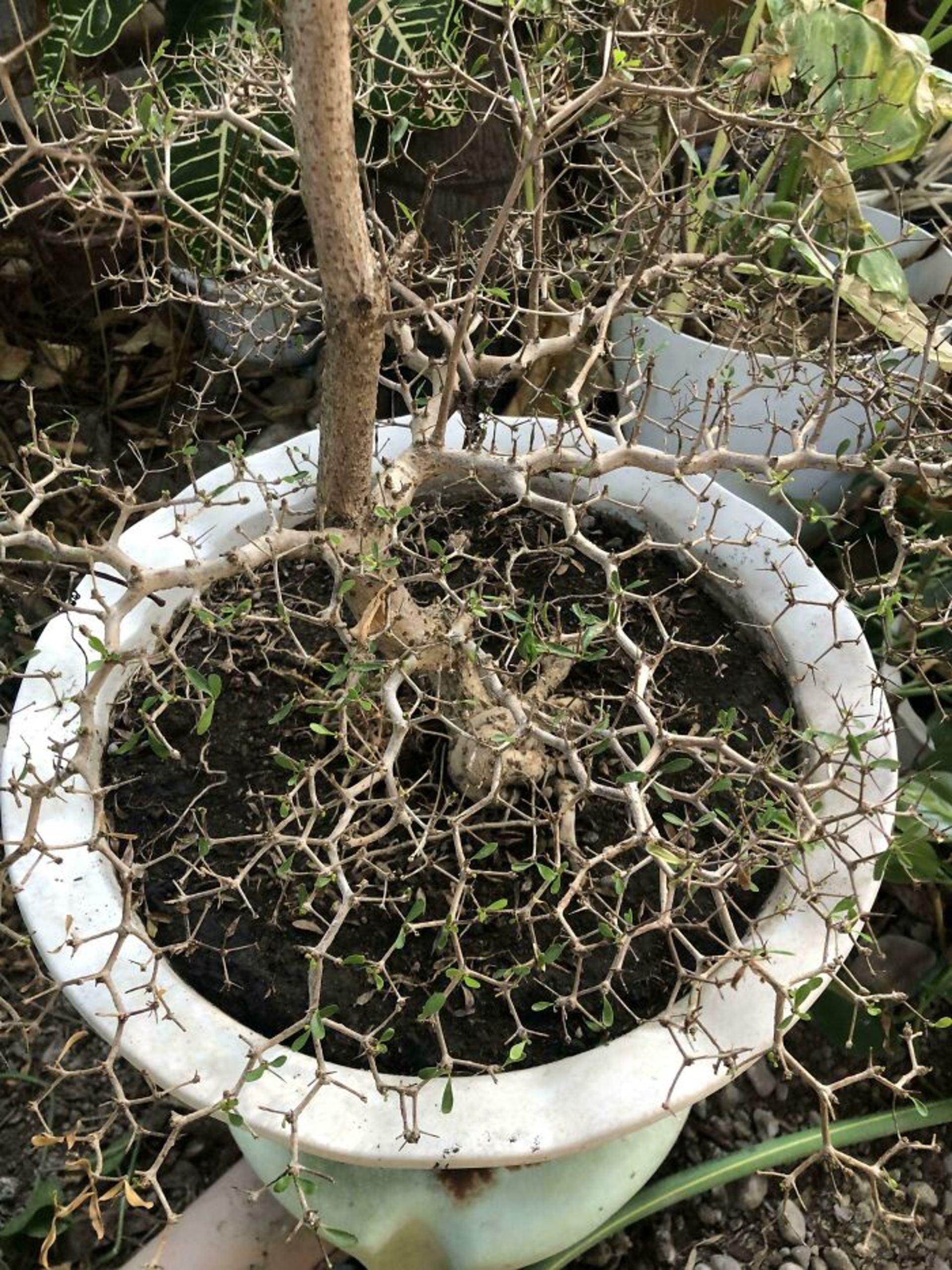 شبکه تنه درخت