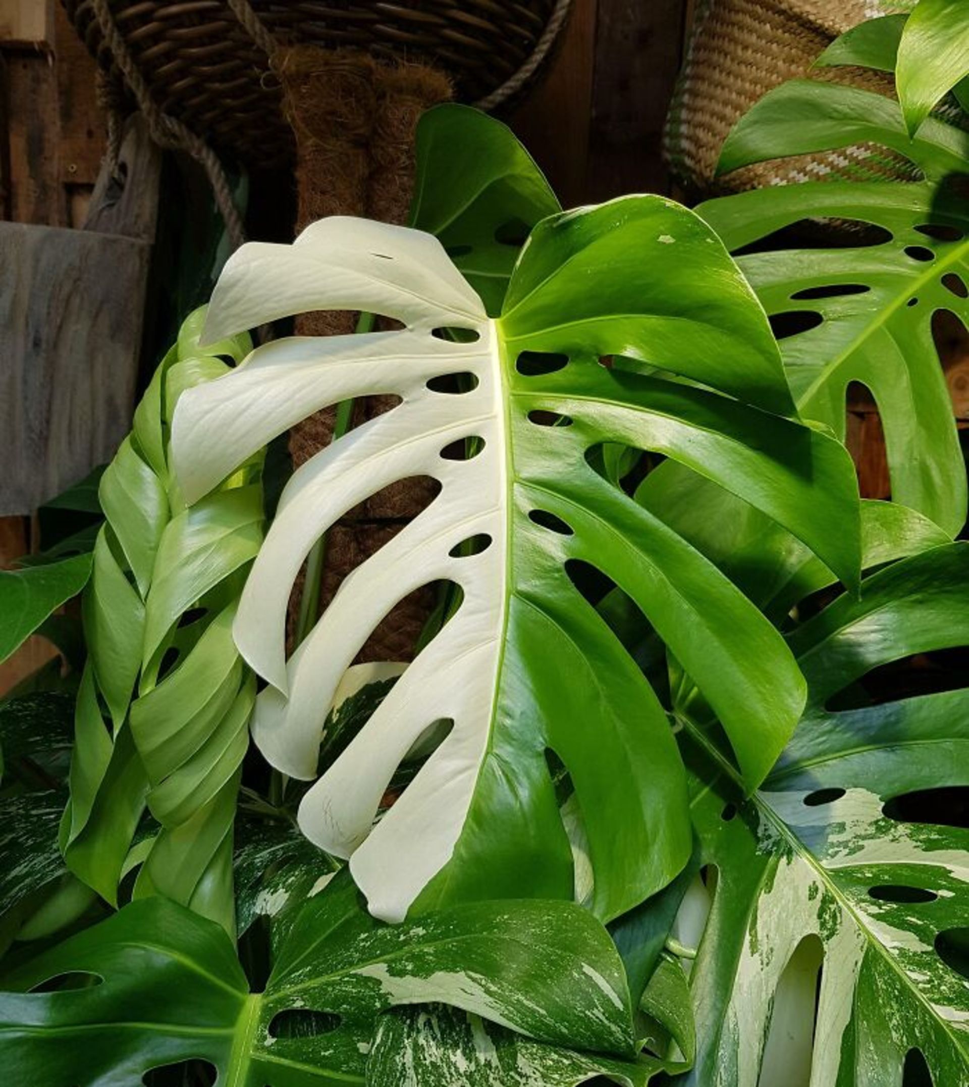 برگ انجیری سفید و سبز