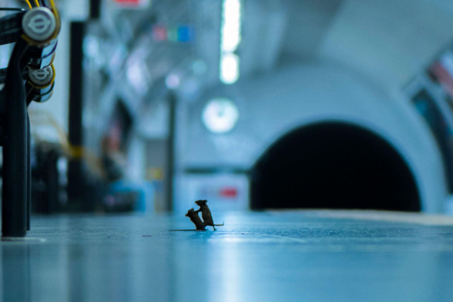 دعوای دو موش در ایستگاه متروی لندن