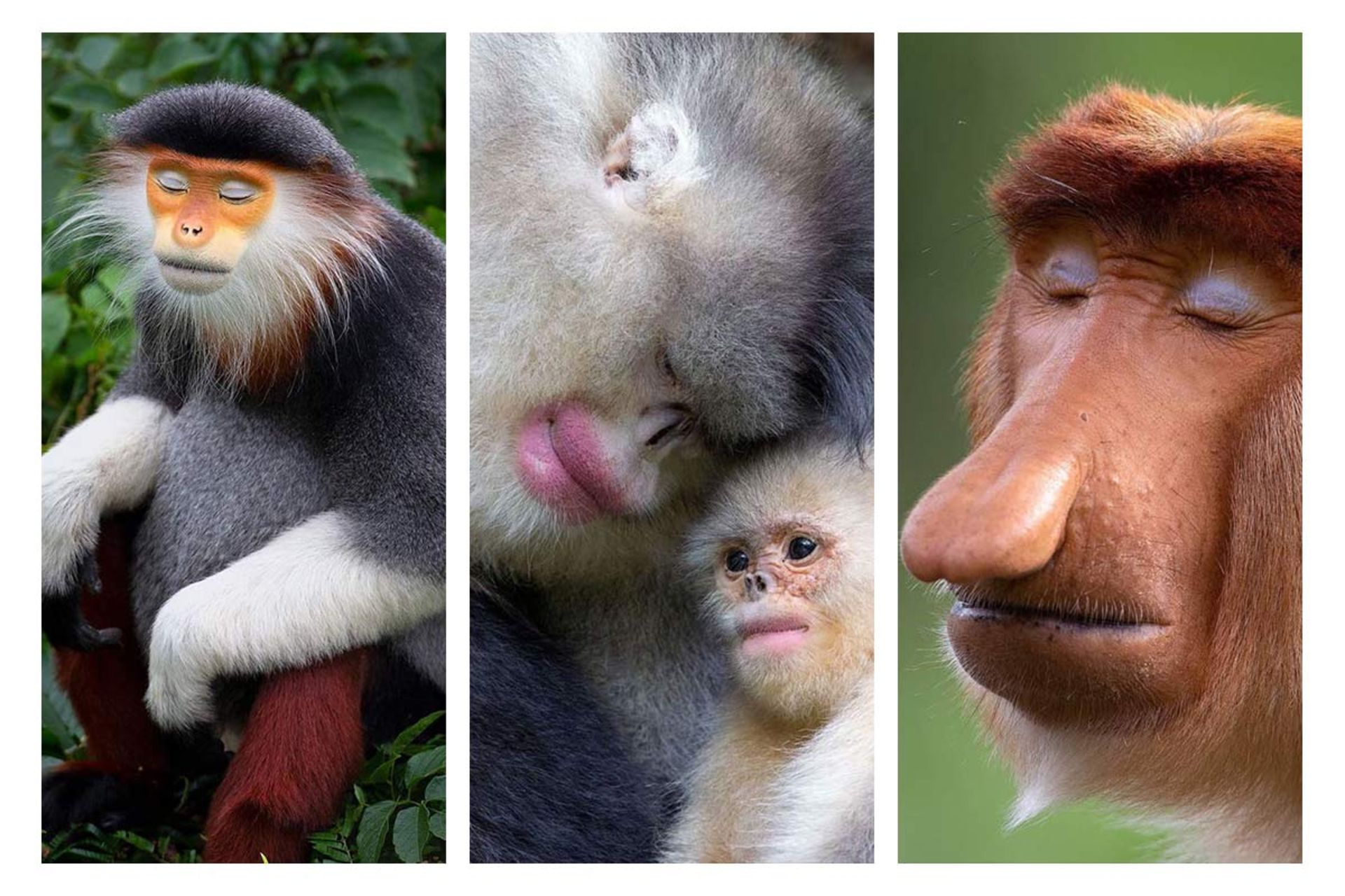 حالات انسان‌گونه حیوانات