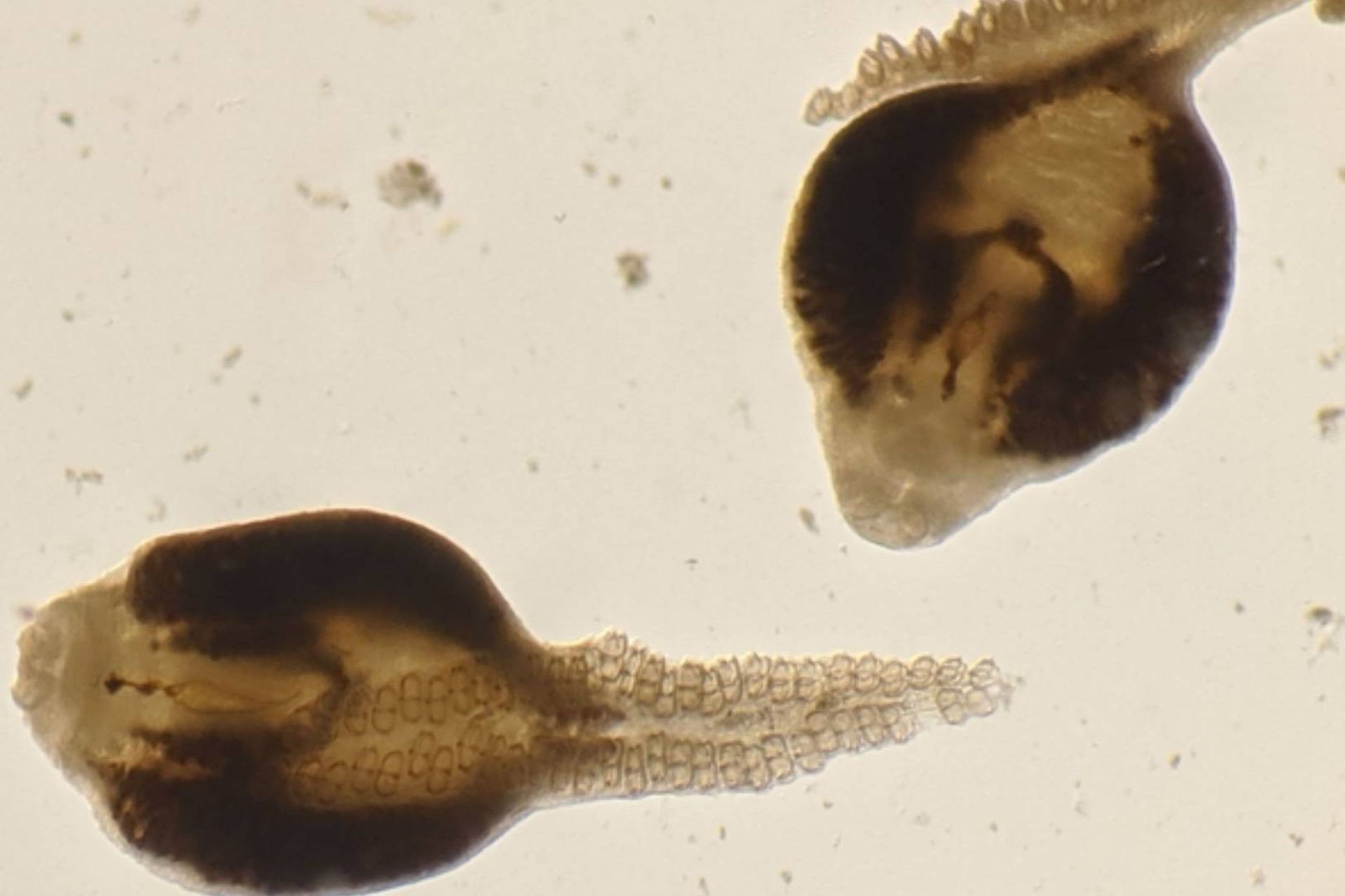 انگل درون صخره‌ ماهی مسی 