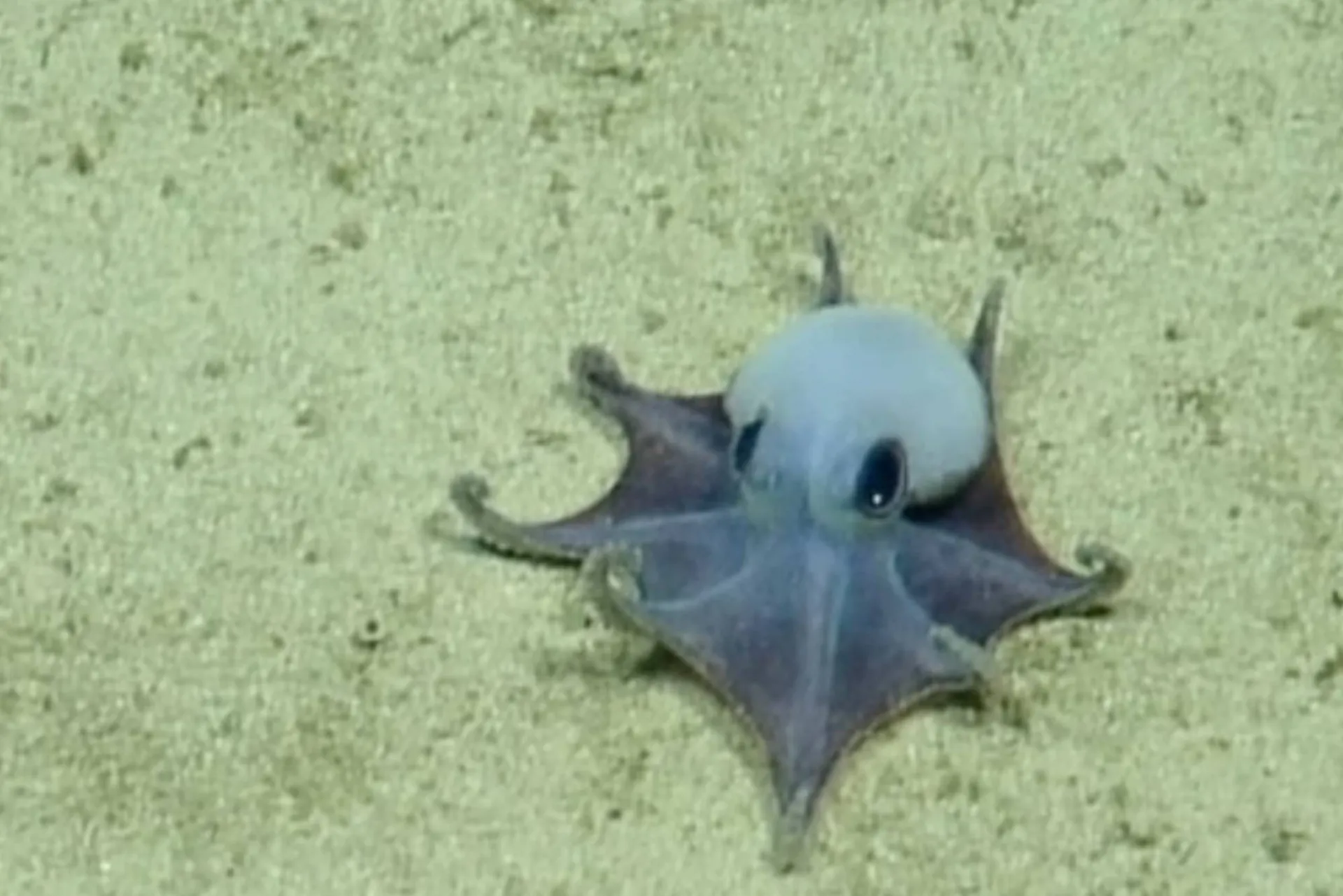اختاپوس گونه Microeledone galapagensis