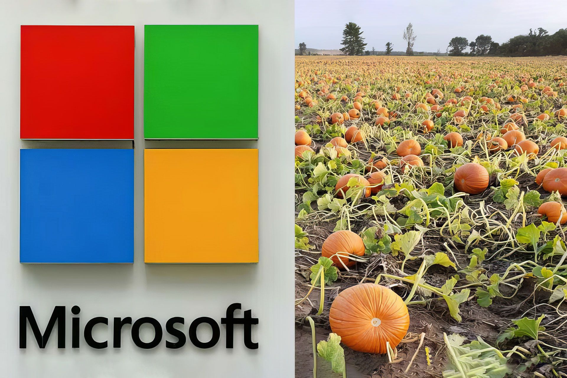 لوگوی مایکروسافت در کنار یک زمین زراعی پر از کدوتنبل