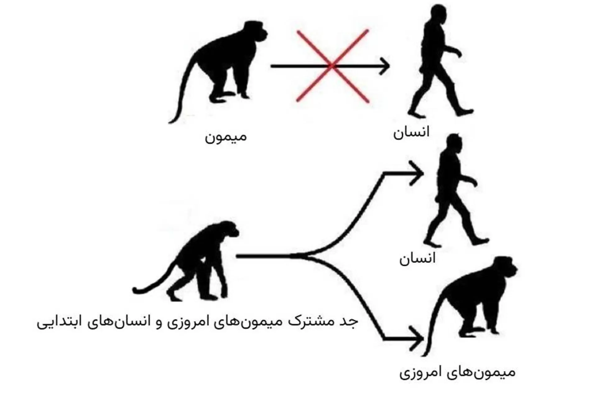 درک اشتباه از تکامل انسان
