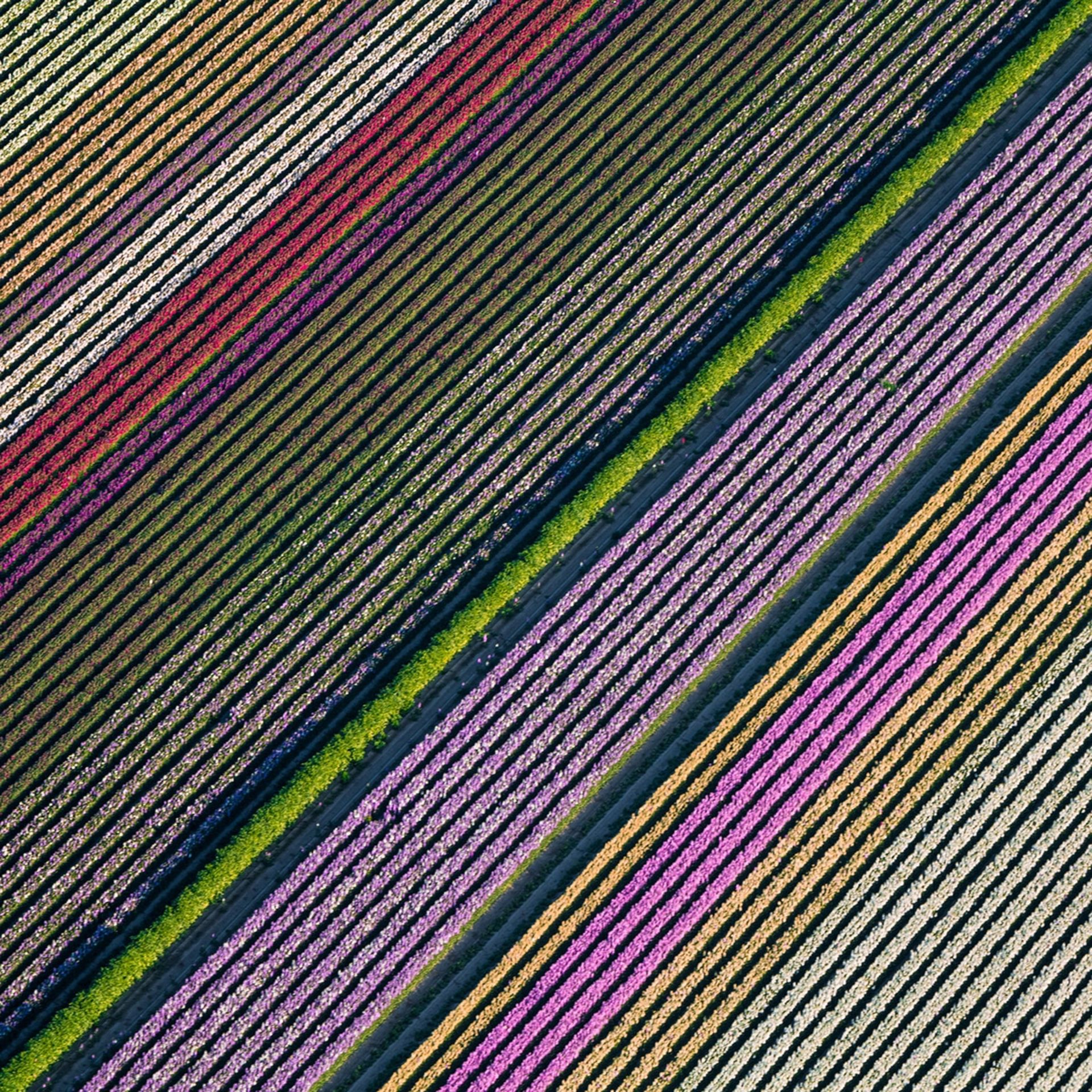 زمین کشاورزی رنگارنگ آمریکا