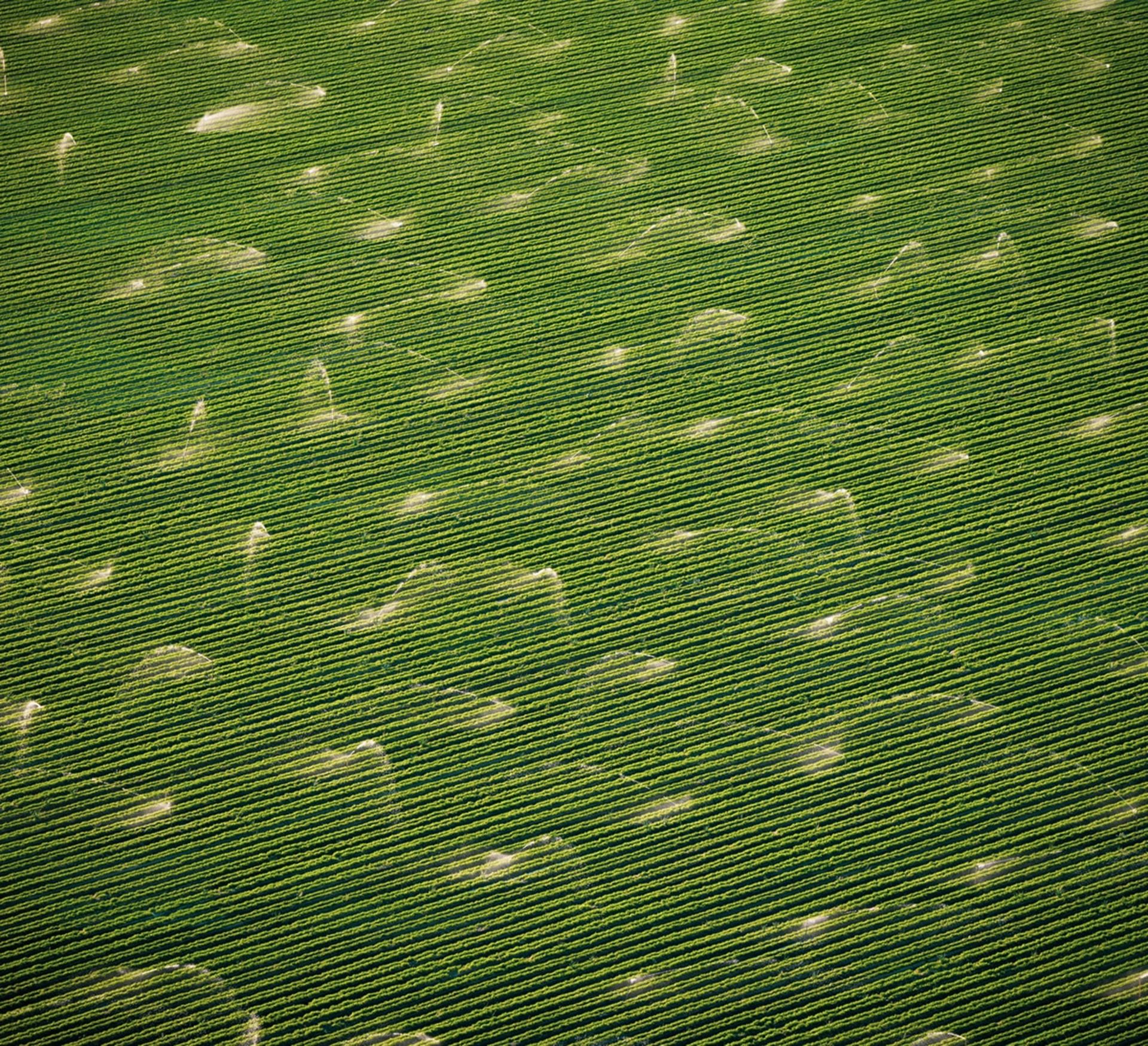 زمین زراعی سرسبز در حال آبیاری