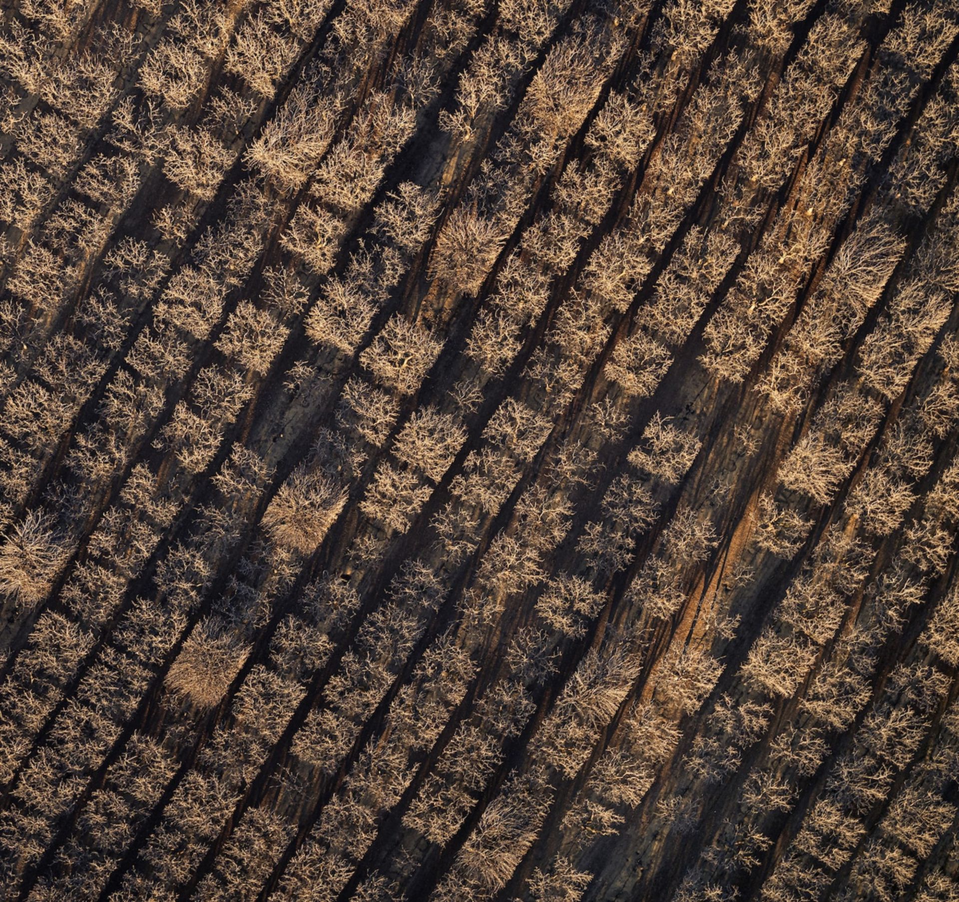 کشتزار قطعات زمین کشارزی