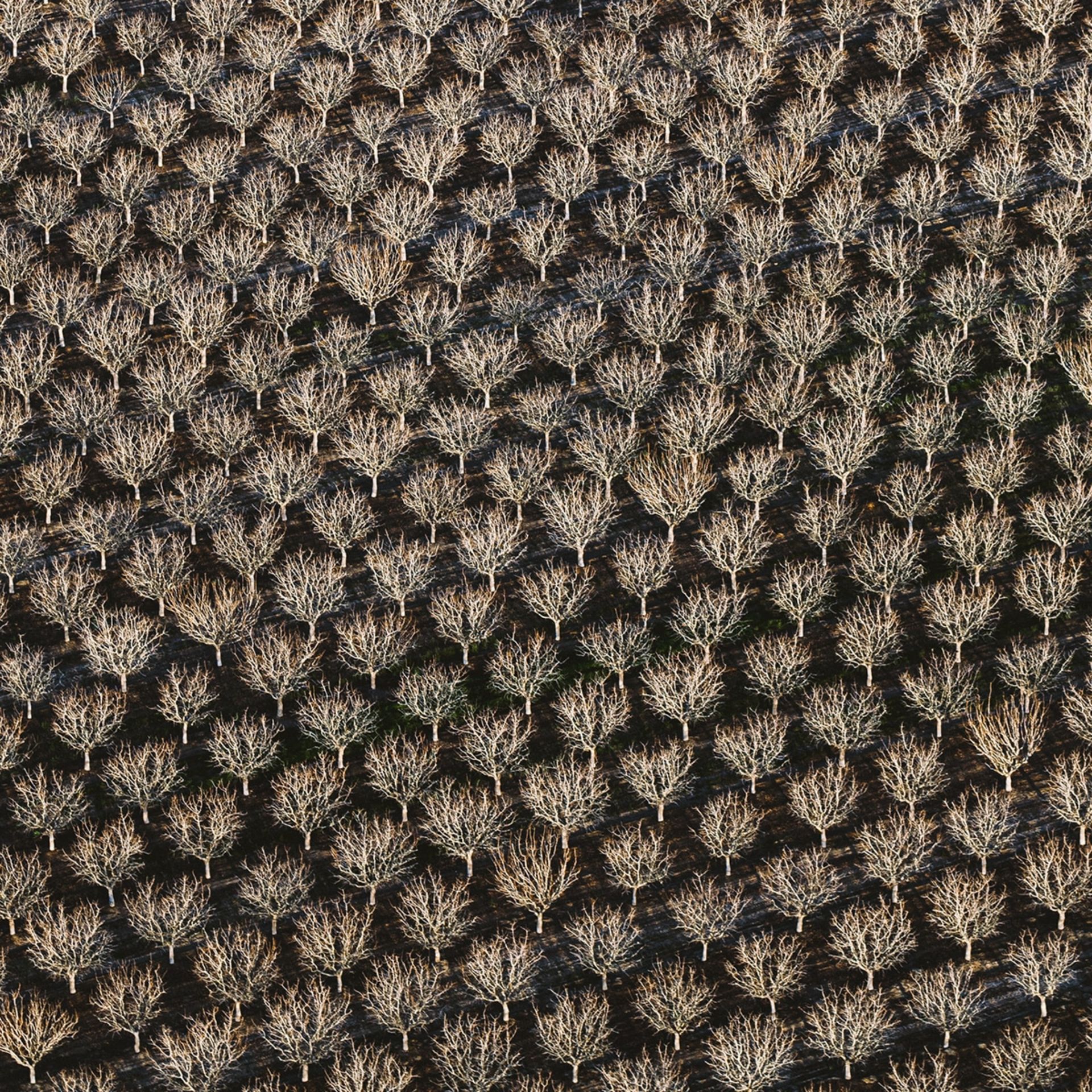 درختان خشک شده در فصل سرد آمریکا