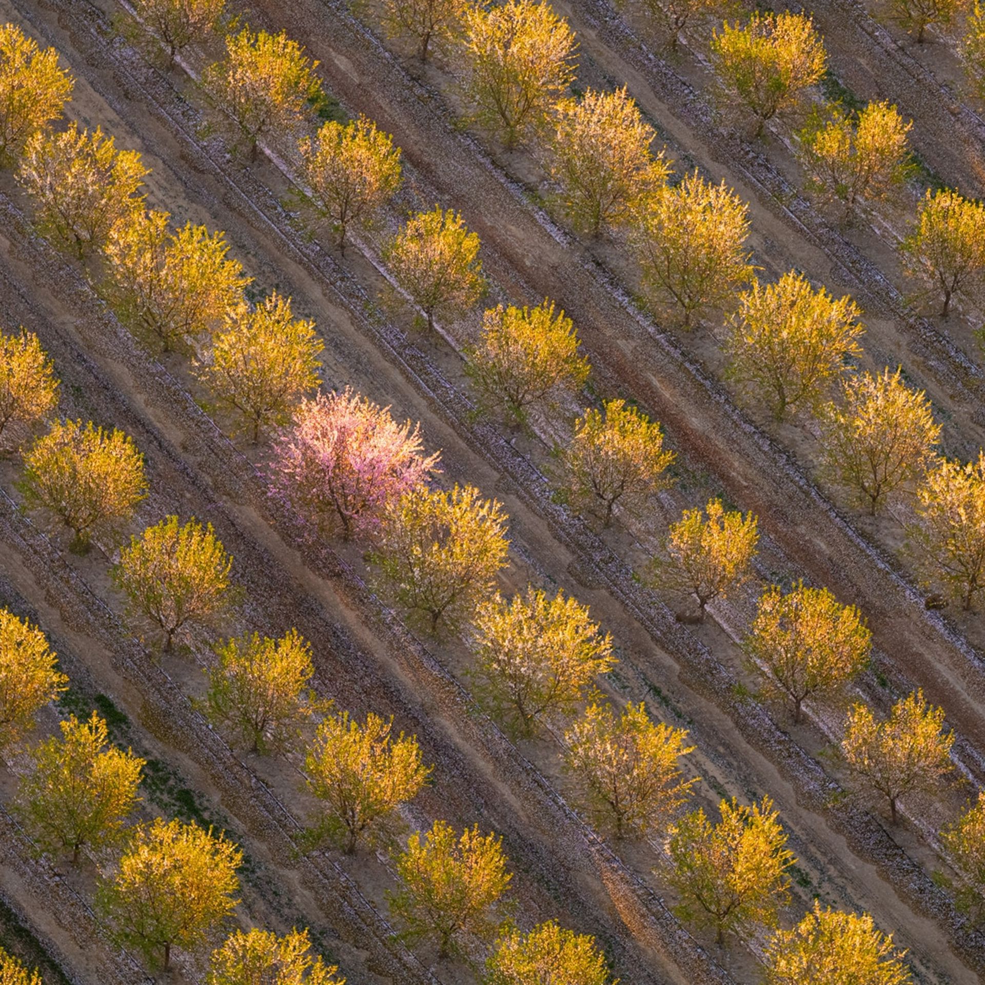 درختان زرد و صورتی کشتزار