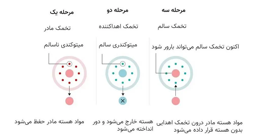 درمان اهدای میتوکندری