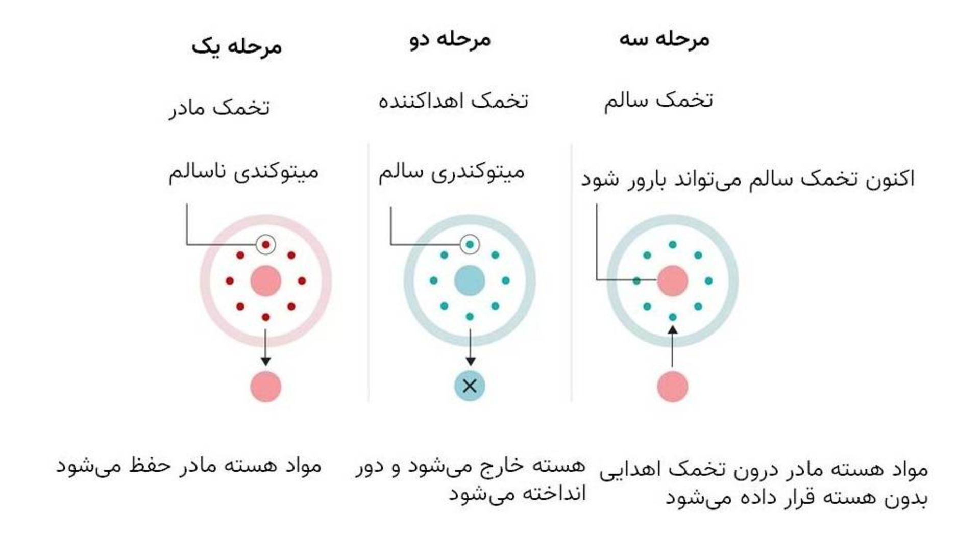 درمان اهدای میتوکندری
