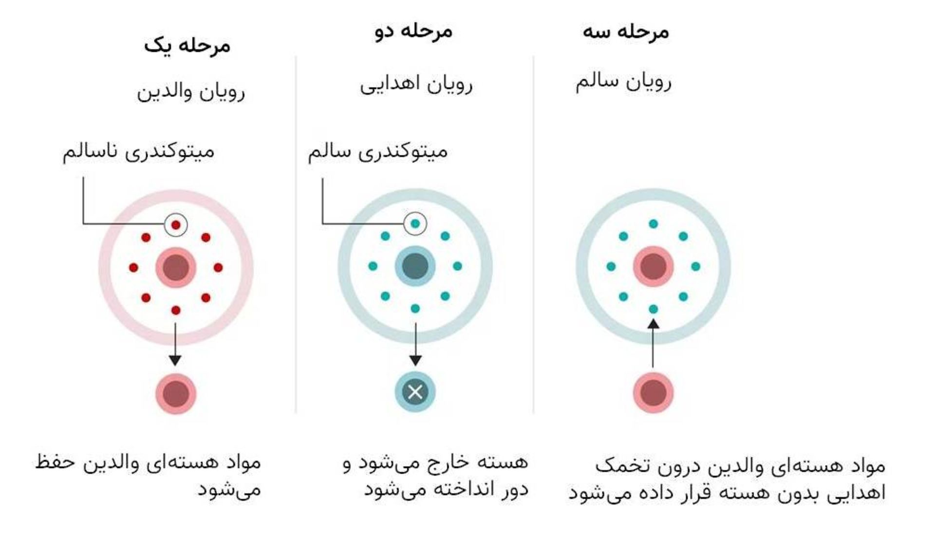 درمان اهدای میتوکندری پس از بارور شدن