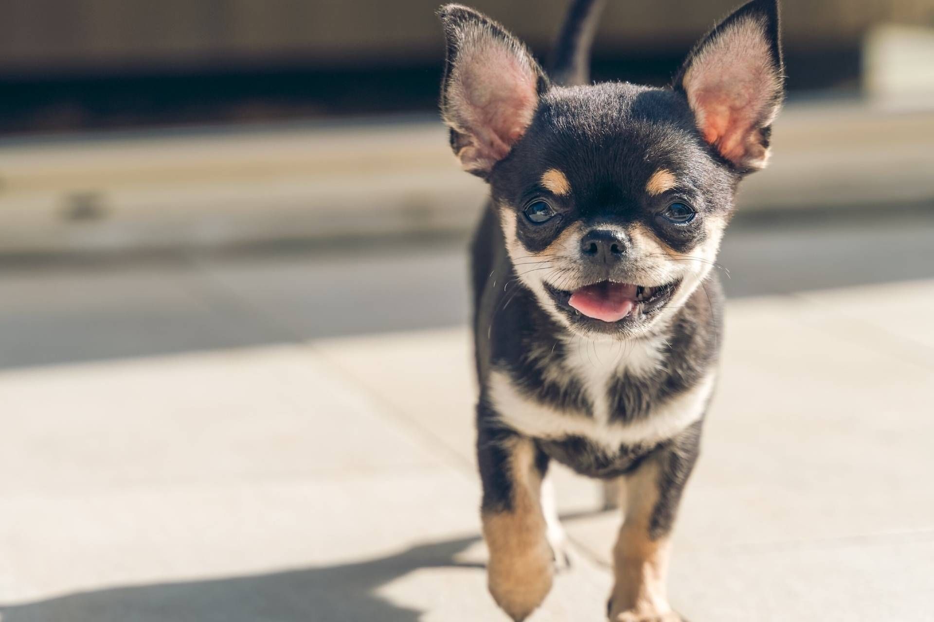 سگ کوچک چی‌واوا در خیابان