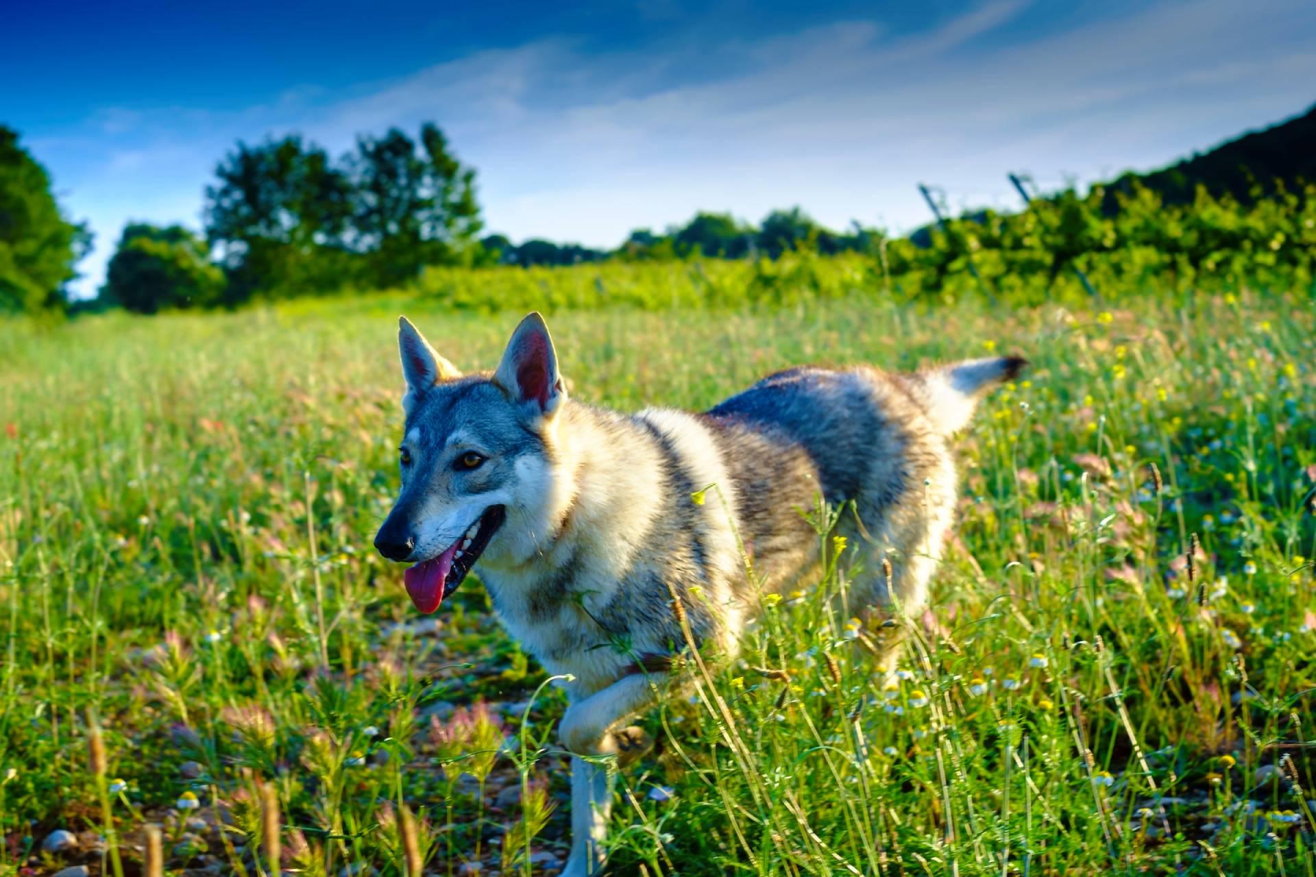 سگ چکسلواکین ولف داگ (Czechoslovakian Wolfdog) در چمن