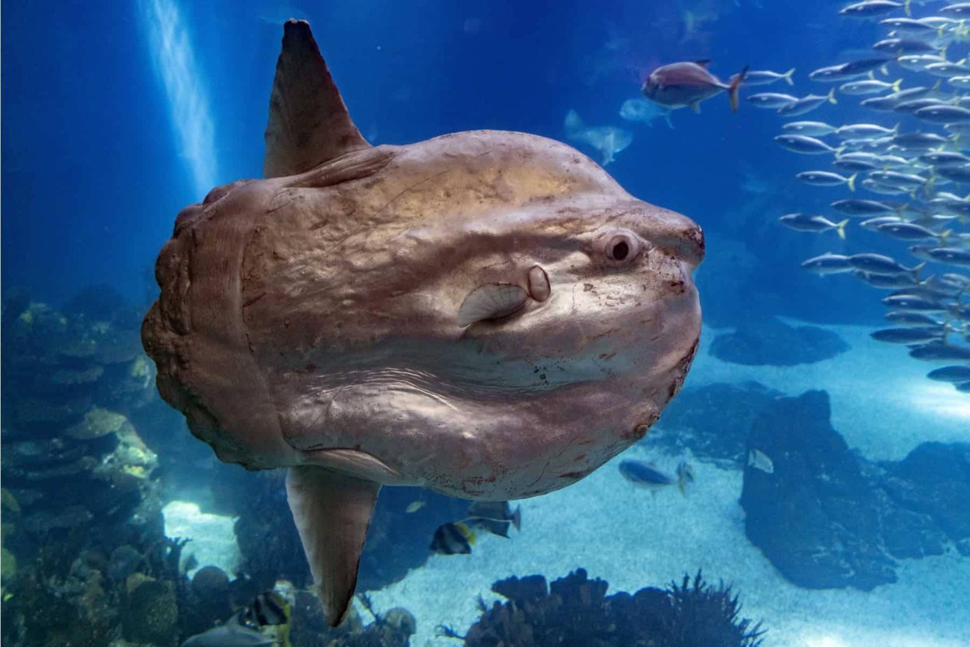 با سان‌فیش، عجیب‌ترین و به‌دردنخورترین ماهی اقیانوس آشنا شوید