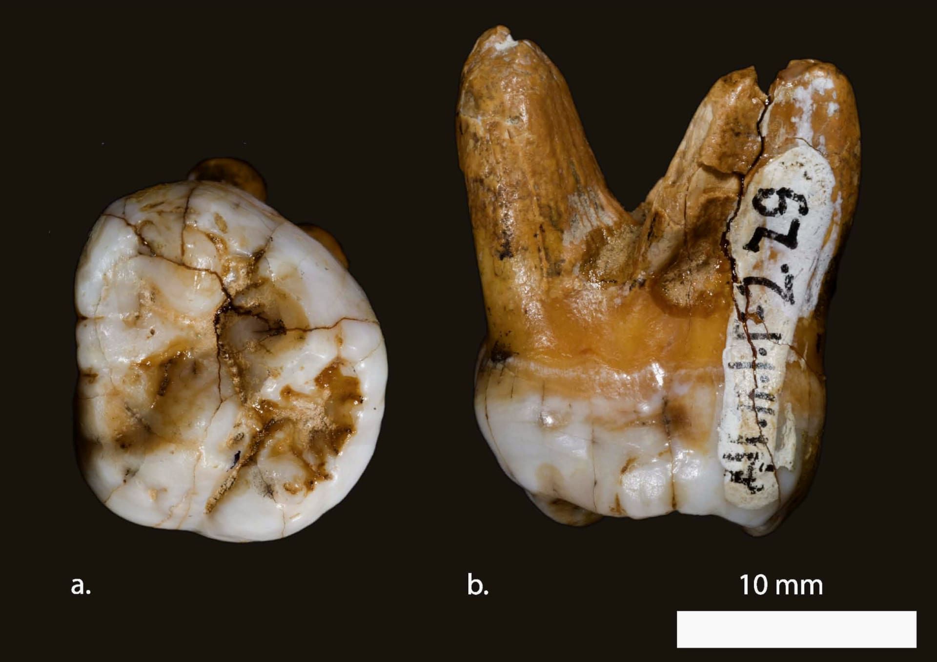 دندان مولر یا دندان آسیاب بزرگ متعلق به یک دنیسووا