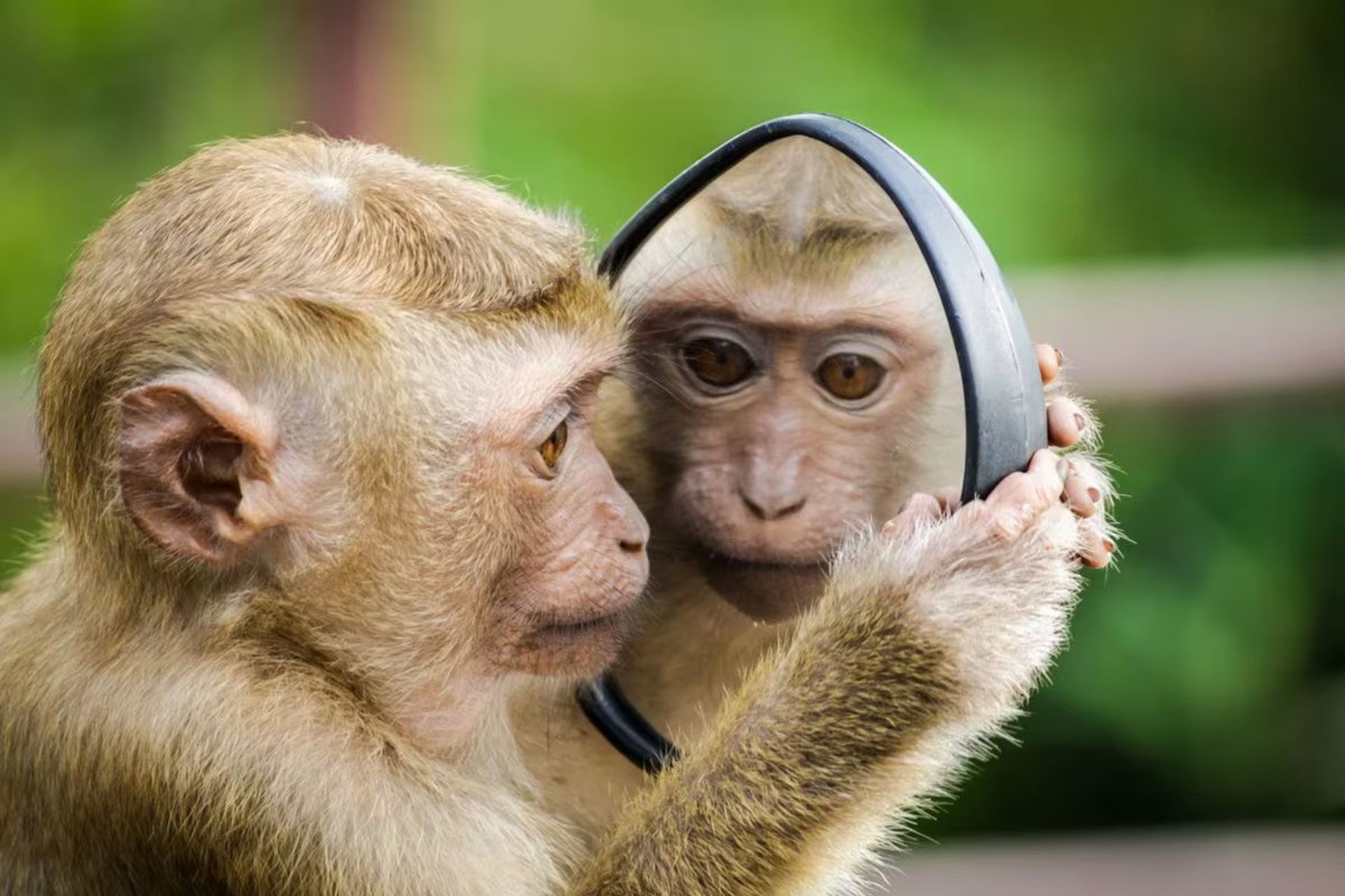 نگاه کردن میمون در آینه