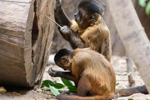 میمون ها درحال استفاده از ابزار 