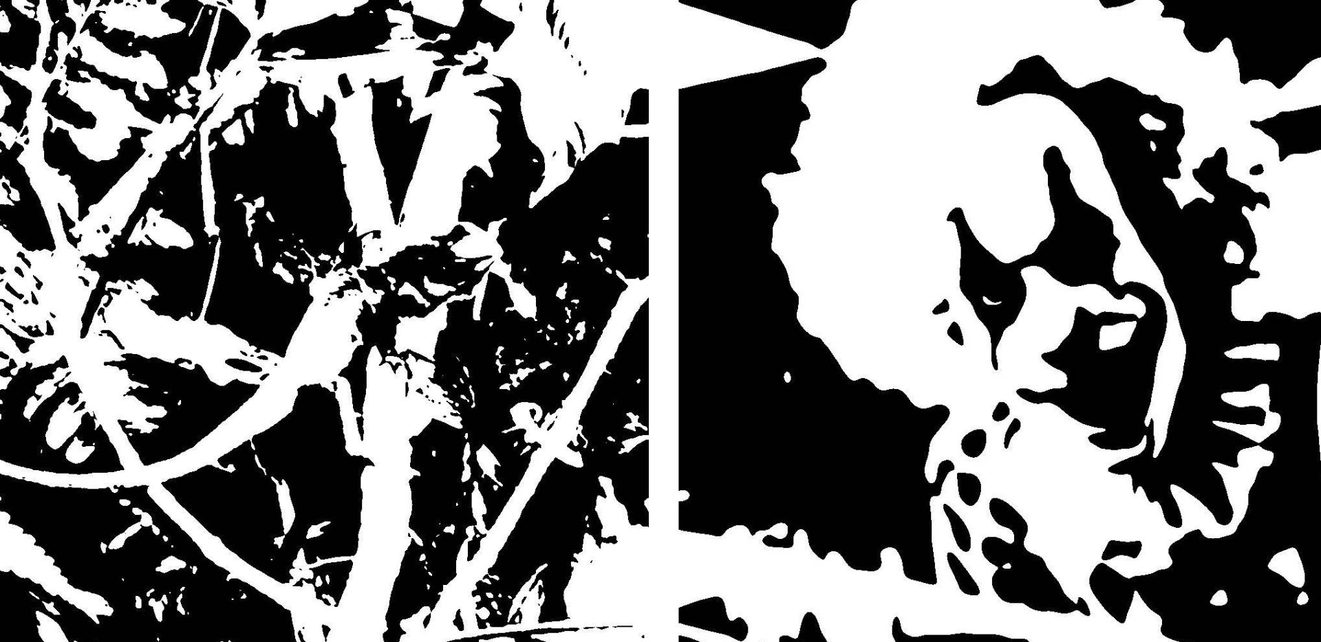 دو تصویر مونی با کنتراست بسیار بالا