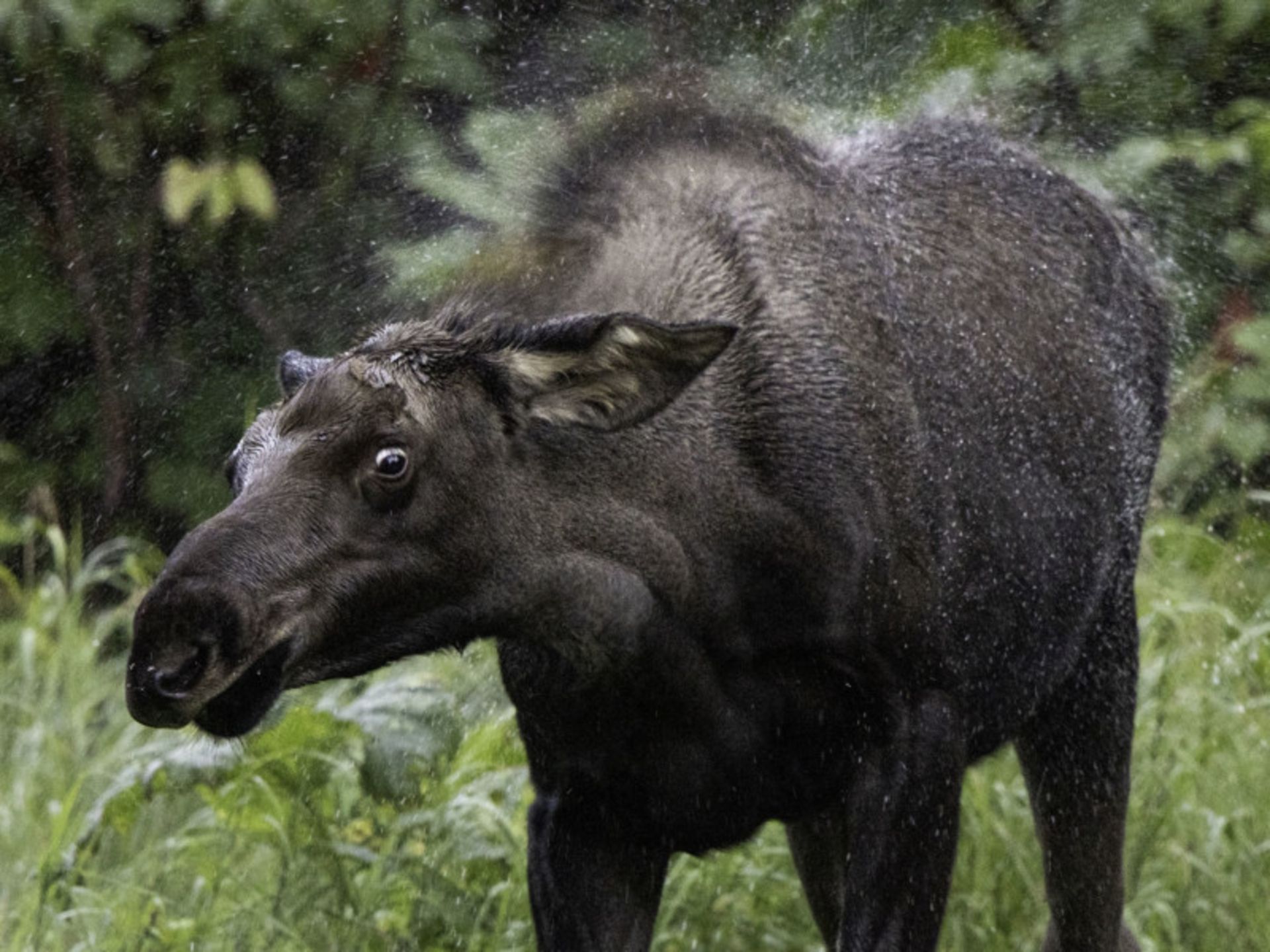 عکاسی حیات وحش