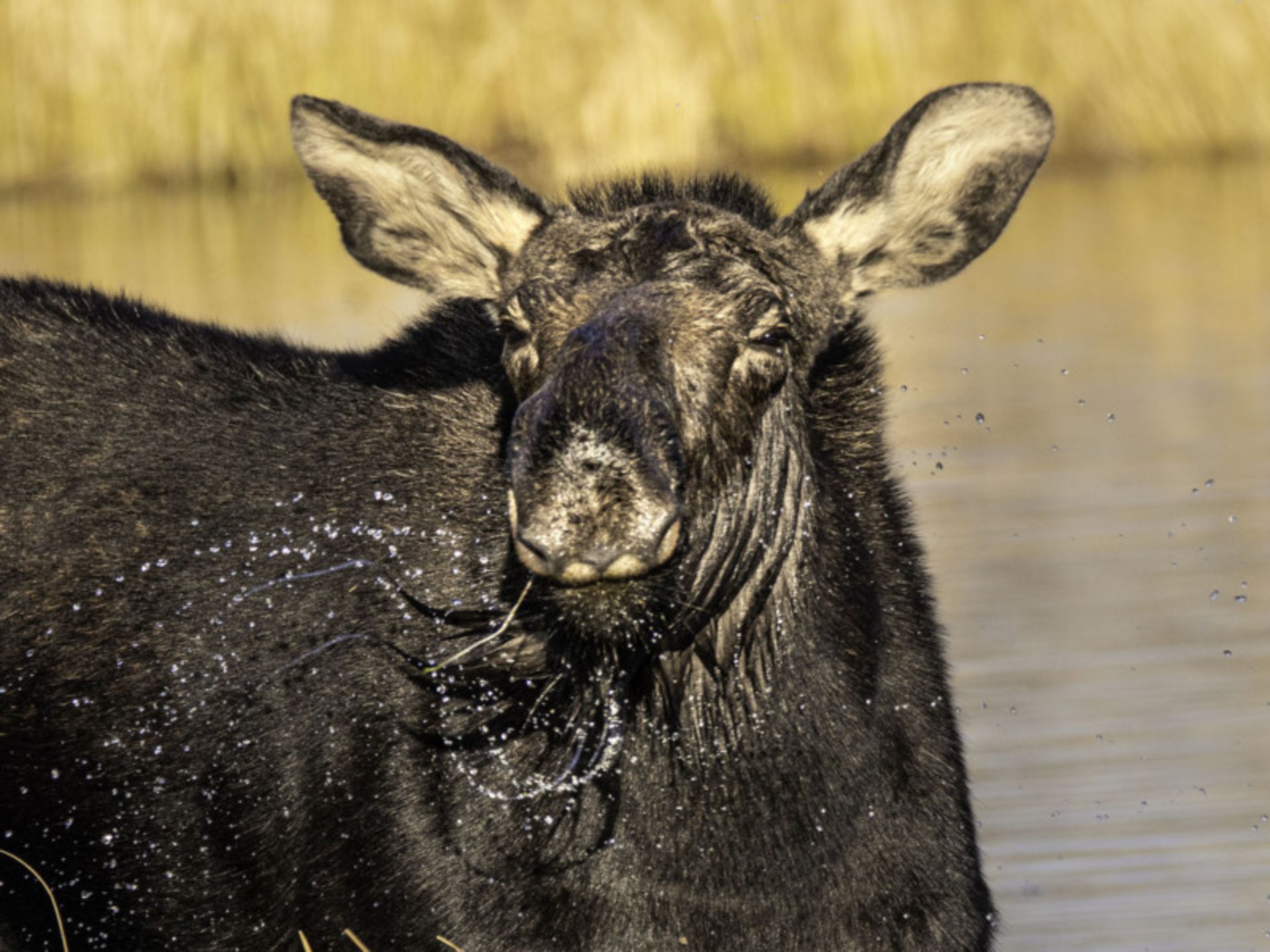 عکاسی حیات وحش