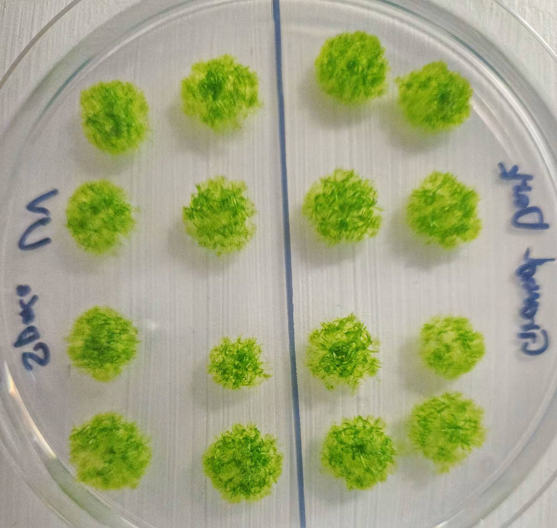 رشد خزه ها پس از حضور در فضا