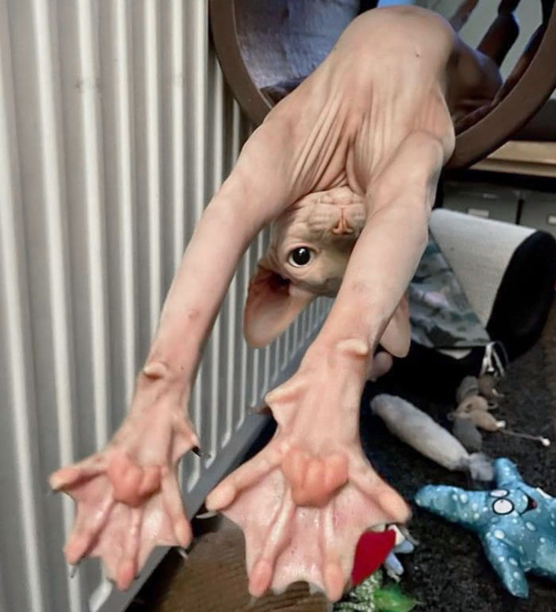 حیوانی با پای عجیب 