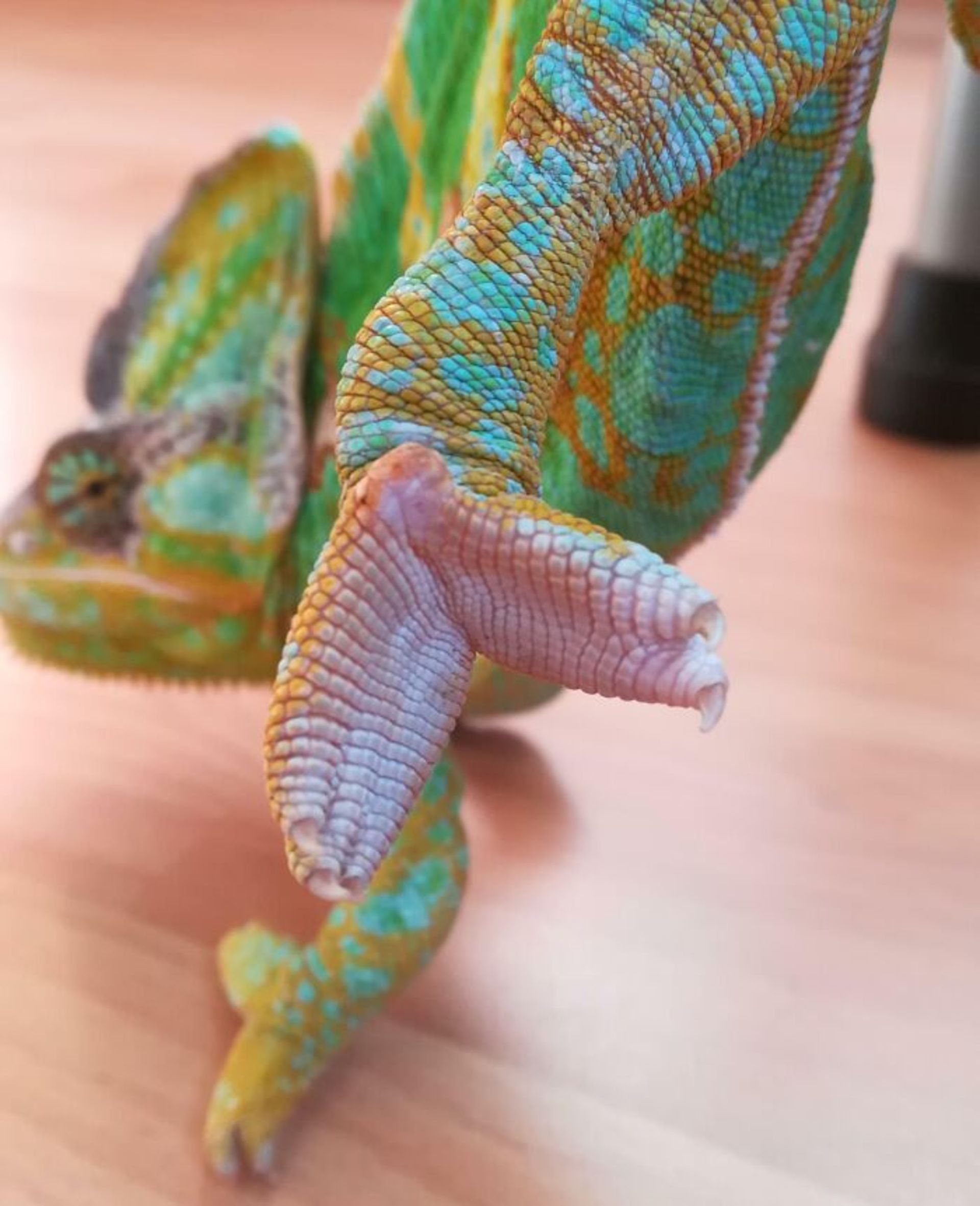 حیوانی با پای عجیب 