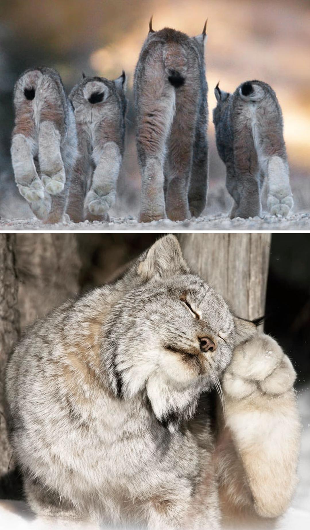 حیوانی با پای عجیب 