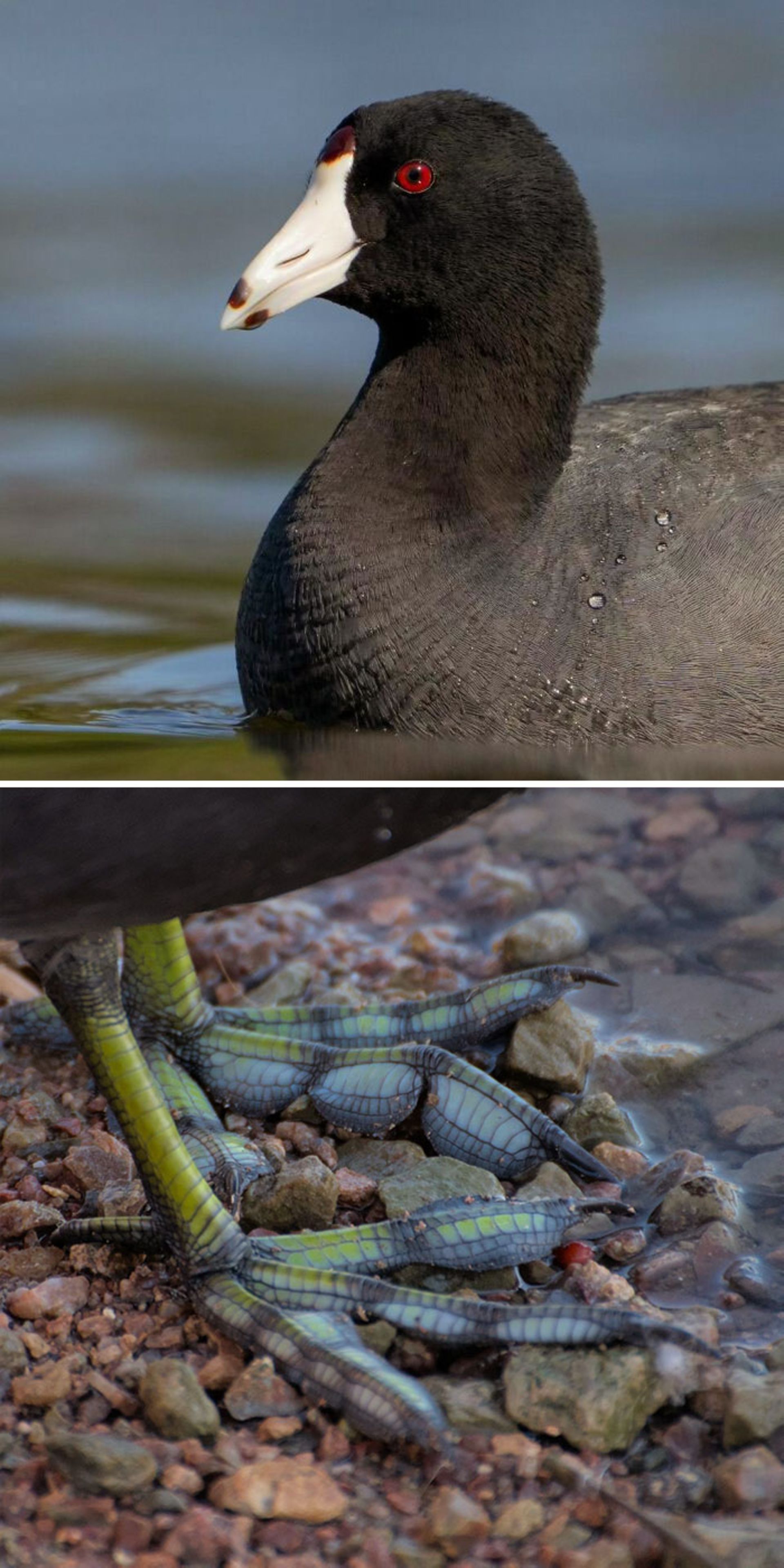 حیوانی با پای عجیب 