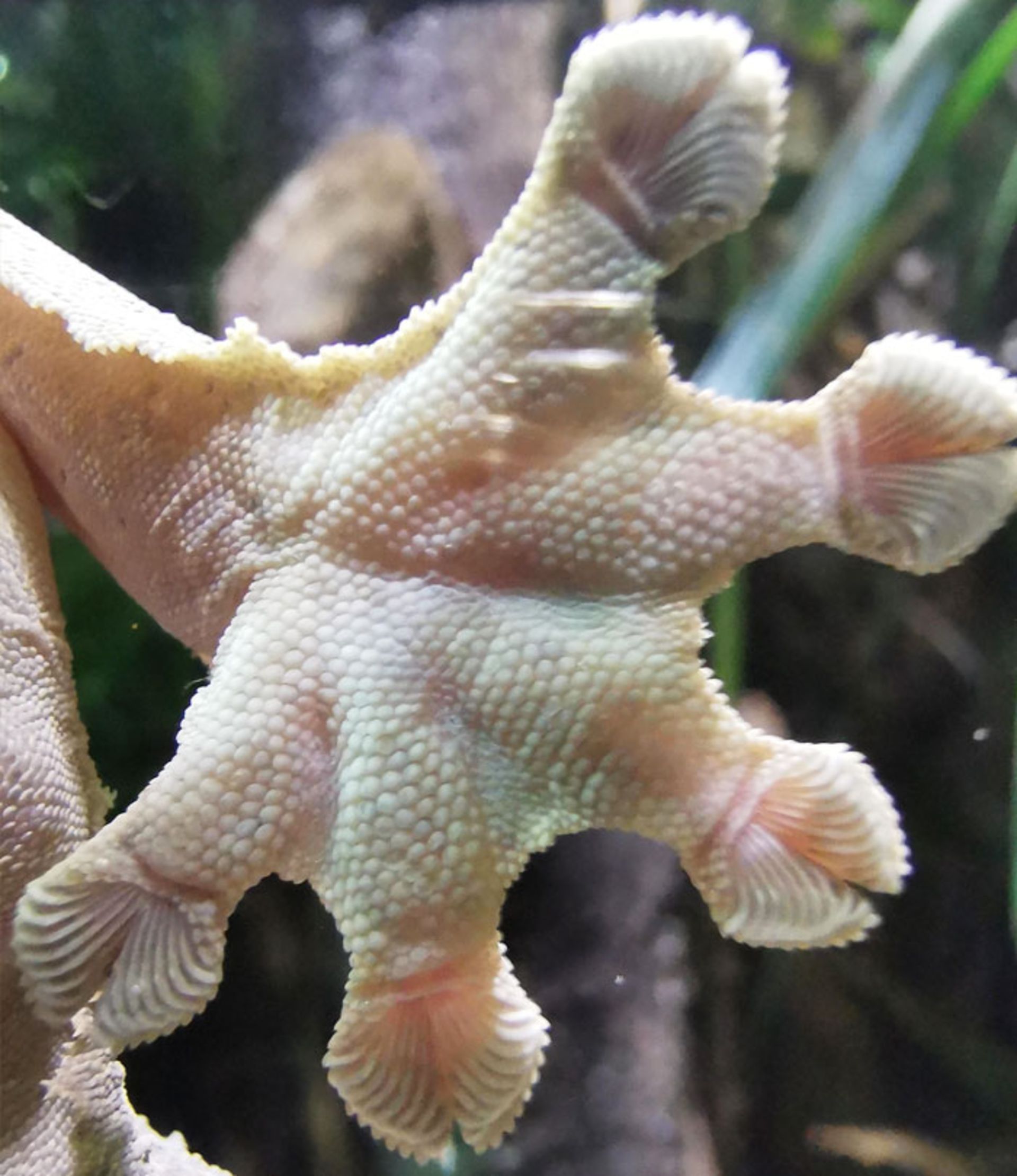 حیوانی با پای عجیب 