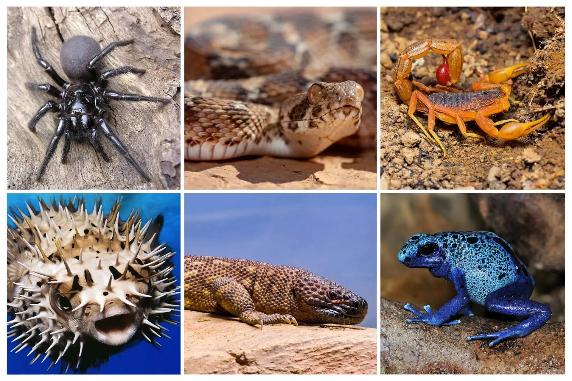 تصویر کلاژ برخی از سمی‌ترین حیوانات جهان