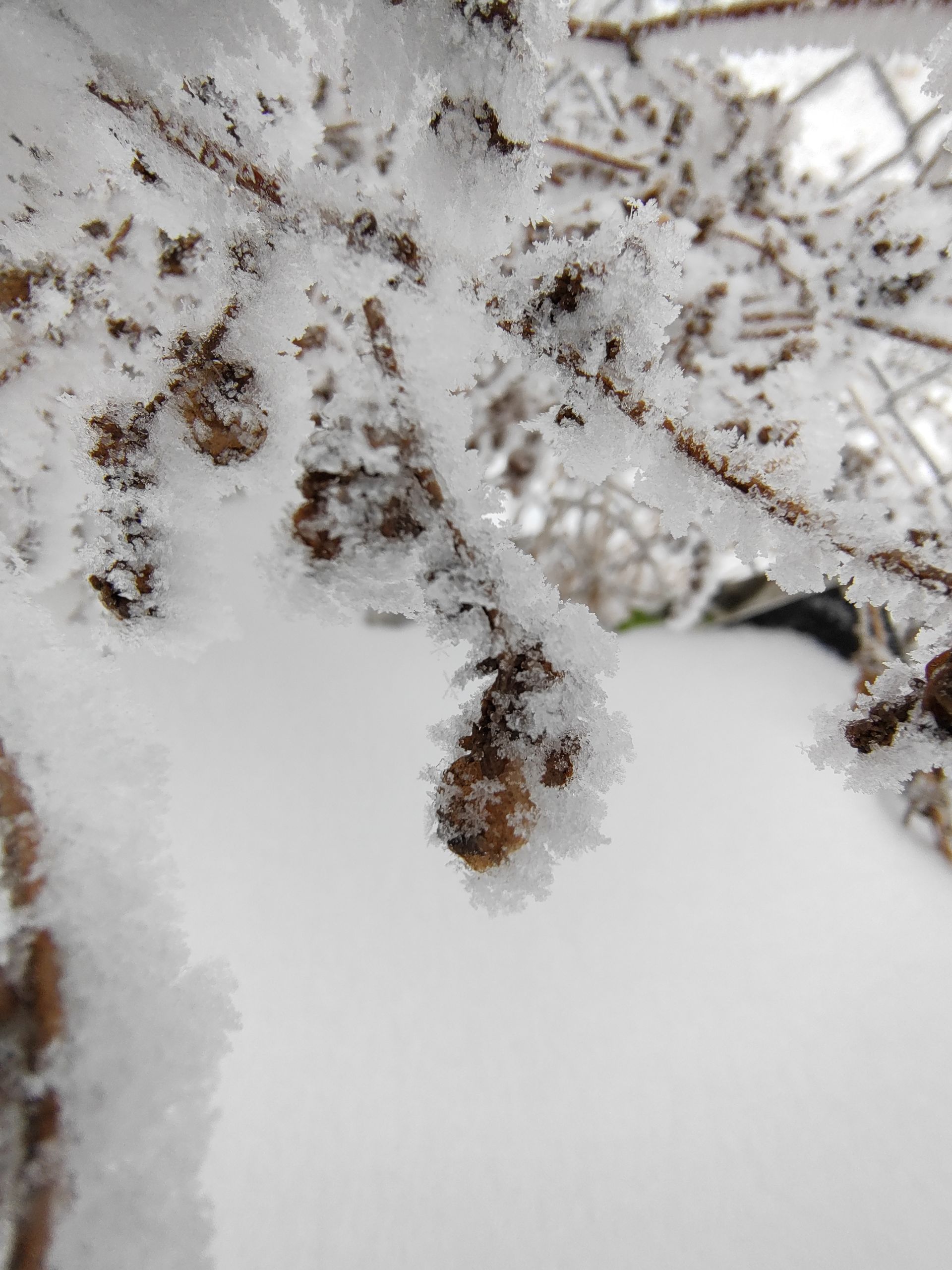 عکس ماکرو موتورولا اج ۳۰ فیوژن از درخت یخ‌زده