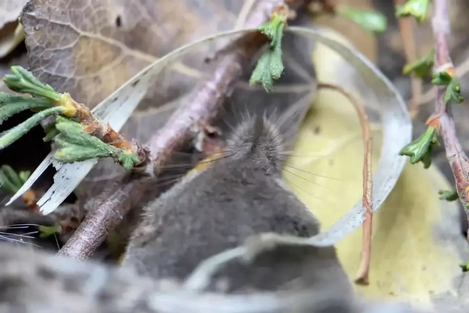 حشره‌ خوار مانت لایل