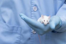 موش‌ها پس از برنامه‌ریزی مجدد ژنتیکی بیشتر عمر می‌کنند