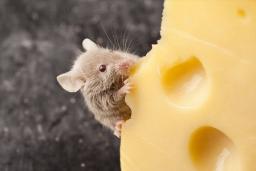 آیا موش‌ها واقعاً پنیر دوست دارند؟