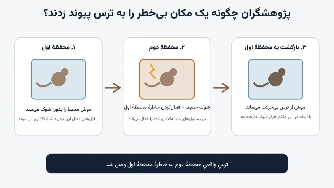 موش آزمایشگاهی در سه مرحله یادگیری و تجربه شوک الکتریکی