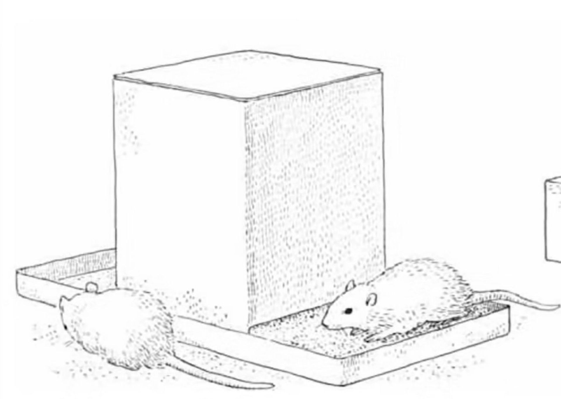 غذا دادن به موش‌ها در آزمایش دوم کالهون