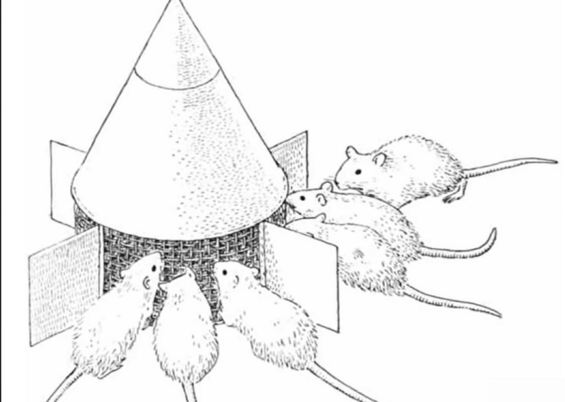 غذا دادن به موش‌ها در آزمایش دوم کالهون