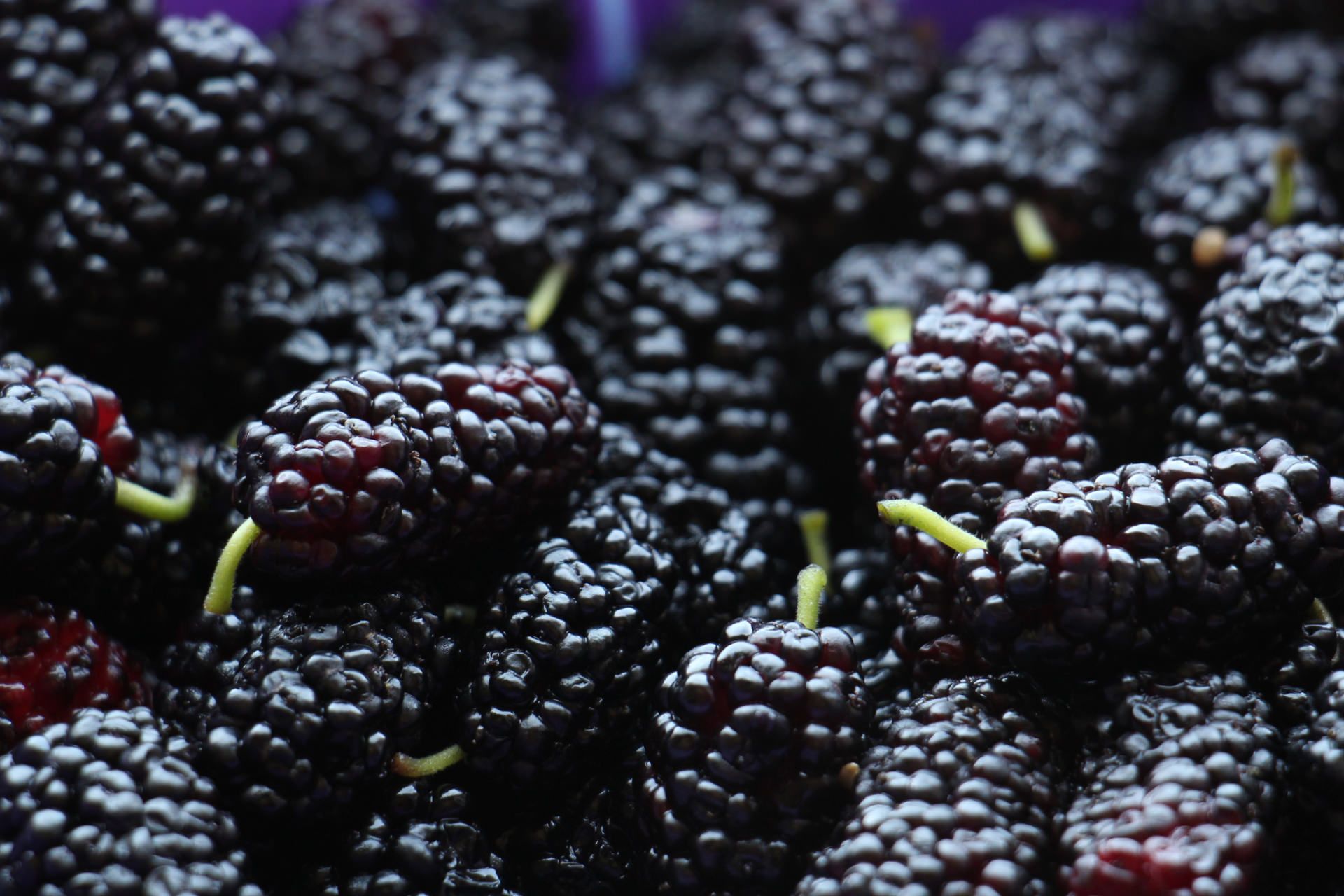 میوه شاه‌توت