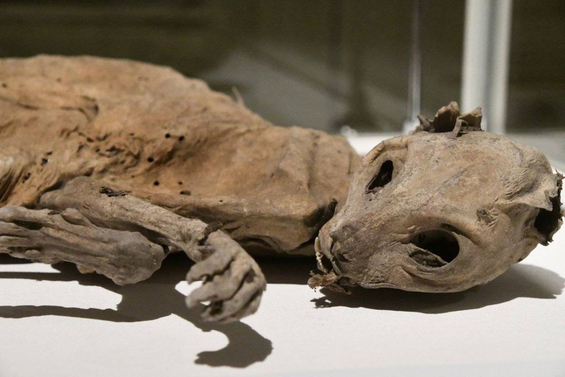 گربه مومیایی شده