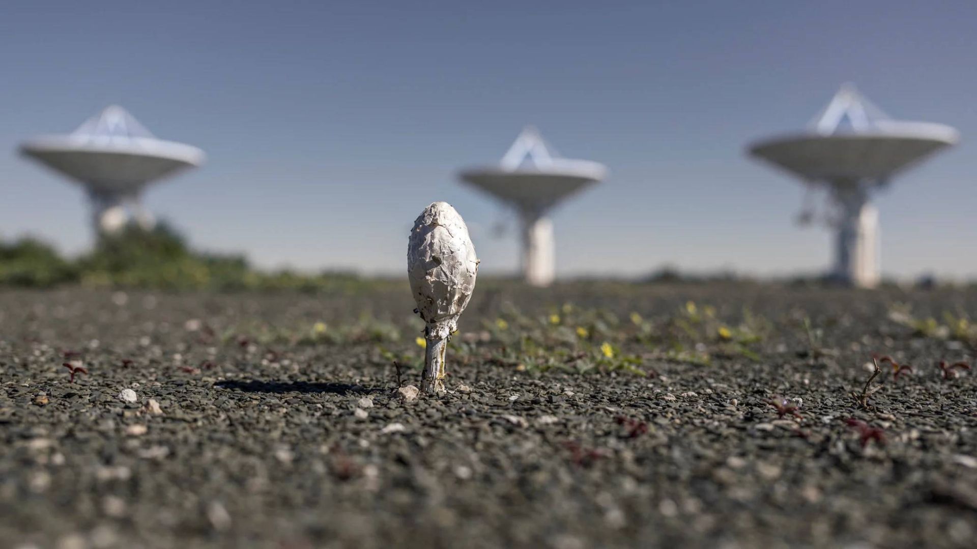 قارچ در پس زمینه سه آنتن رادیوتلسکوپ KAT-7