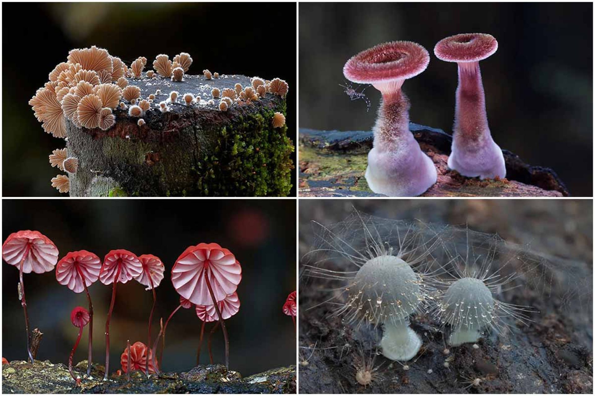 قارچ‌‌های استرالیایی